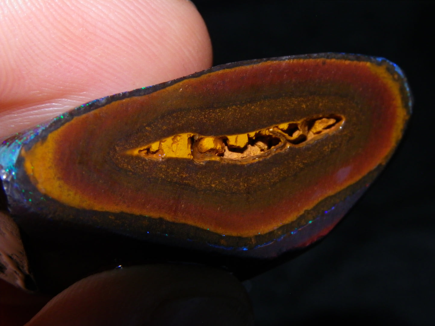 Very Nuce Rubbed Koroit Opal Sliced Nut Specimen Pair 267.5cts Blue/Green Pinfires Au