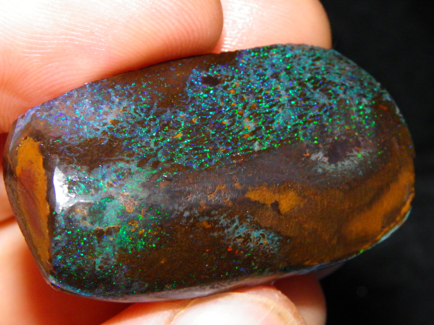 Very Nuce Rubbed Koroit Opal Sliced Nut Specimen Pair 267.5cts Blue/Green Pinfires Au