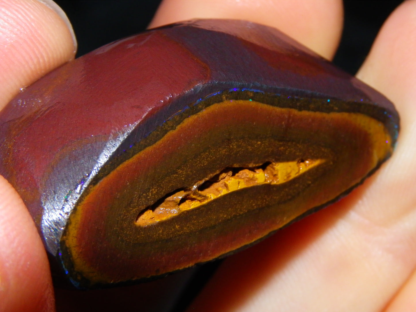 Very Nuce Rubbed Koroit Opal Sliced Nut Specimen Pair 267.5cts Blue/Green Pinfires Au