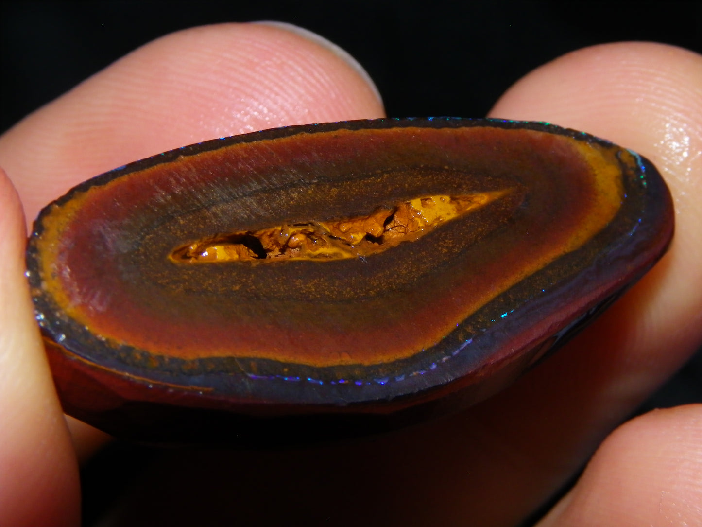 Very Nuce Rubbed Koroit Opal Sliced Nut Specimen Pair 267.5cts Blue/Green Pinfires Au