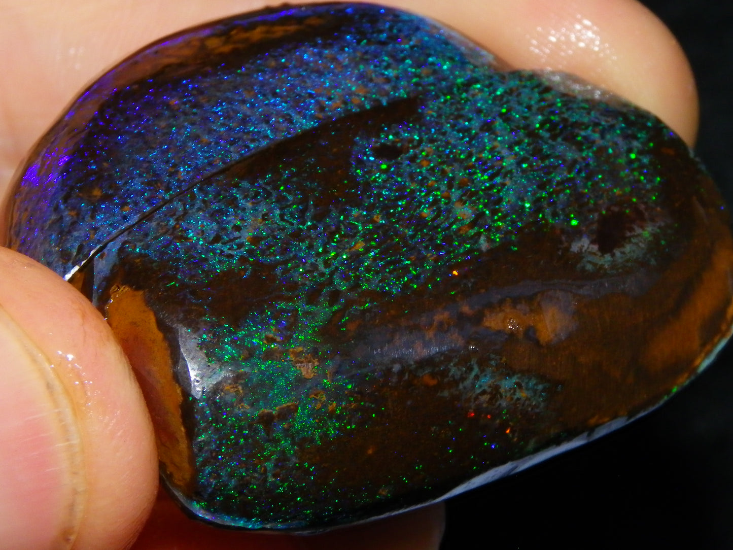 Very Nuce Rubbed Koroit Opal Sliced Nut Specimen Pair 267.5cts Blue/Green Pinfires Au