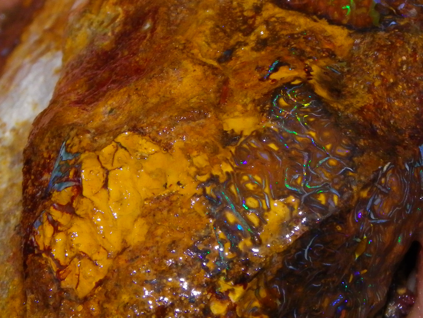 Huge 2779.5cts Koroit Opal Sliced Nut Rough Pair Blue/Green Fires/ Skin Ironstone