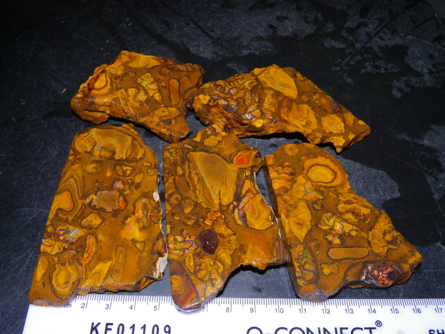 5 Matching Sliced/Rough Koroit Opals Set 2224cts Some Fires. Fossil/Pods Nuts