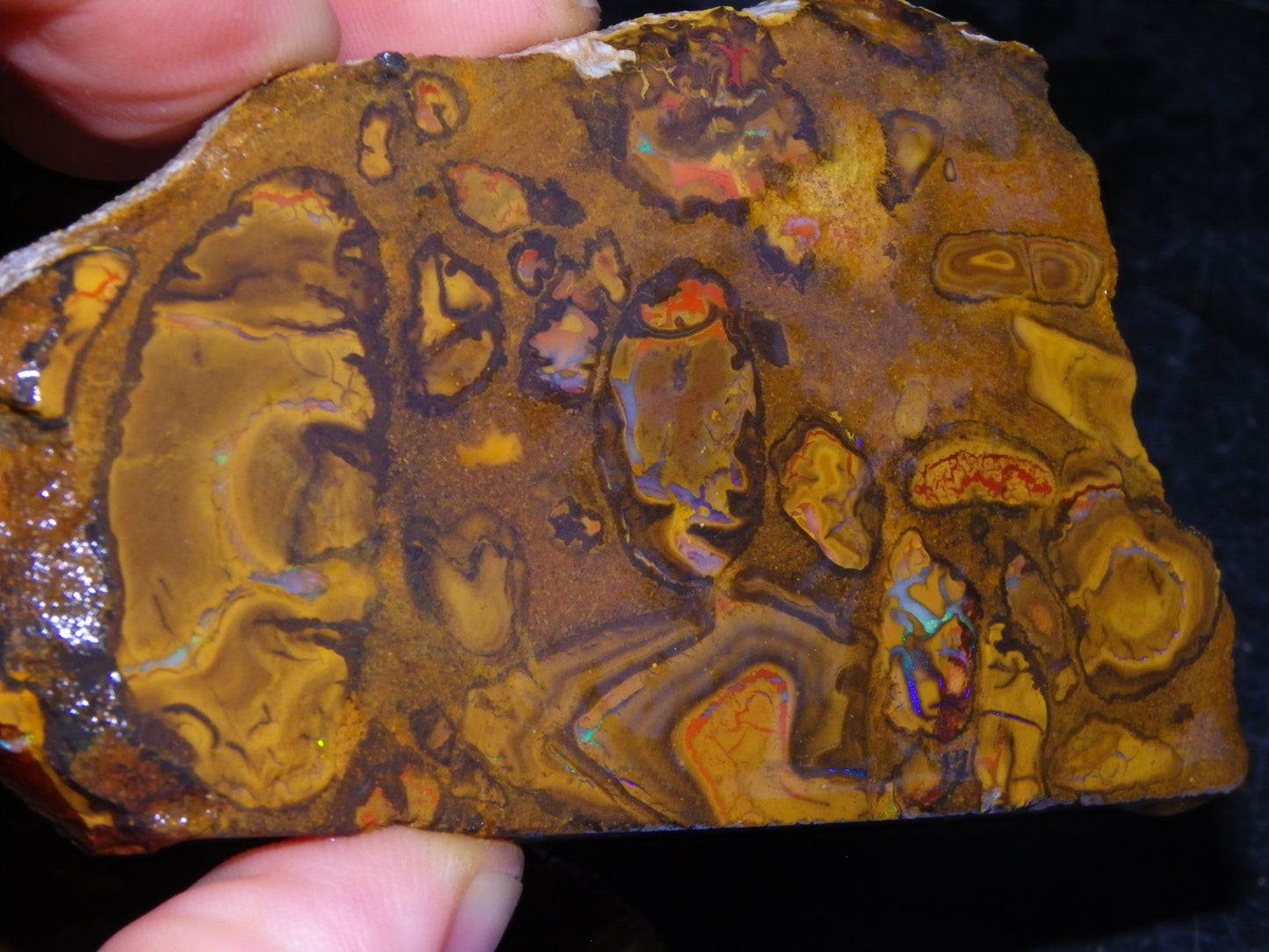 5 Matching Sliced/Rough Koroit Opals Set 2224cts Some Fires. Fossil/Pods Nuts