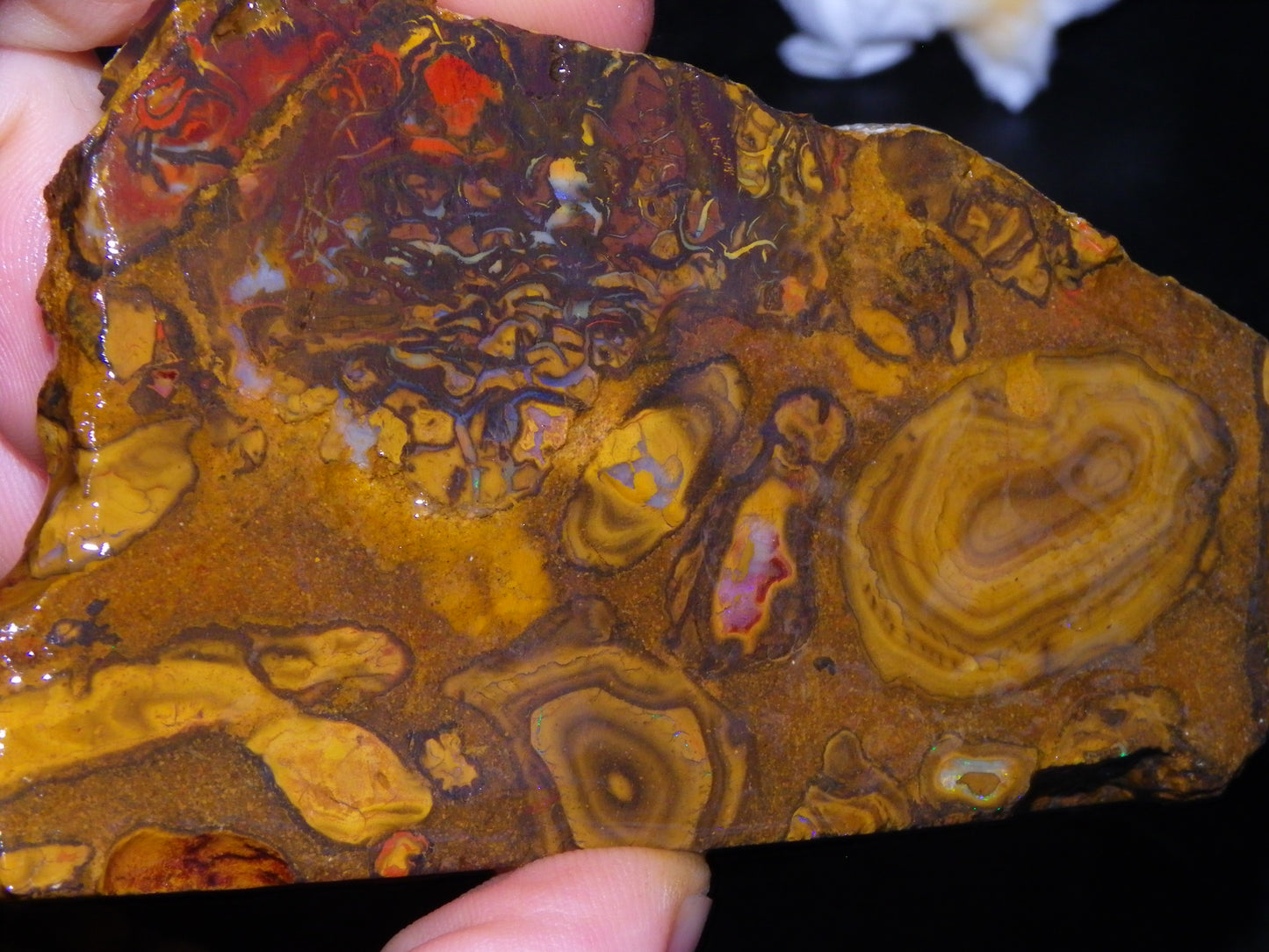 5 Matching Sliced/Rough Koroit Opals Set 2224cts Some Fires. Fossil/Pods Nuts