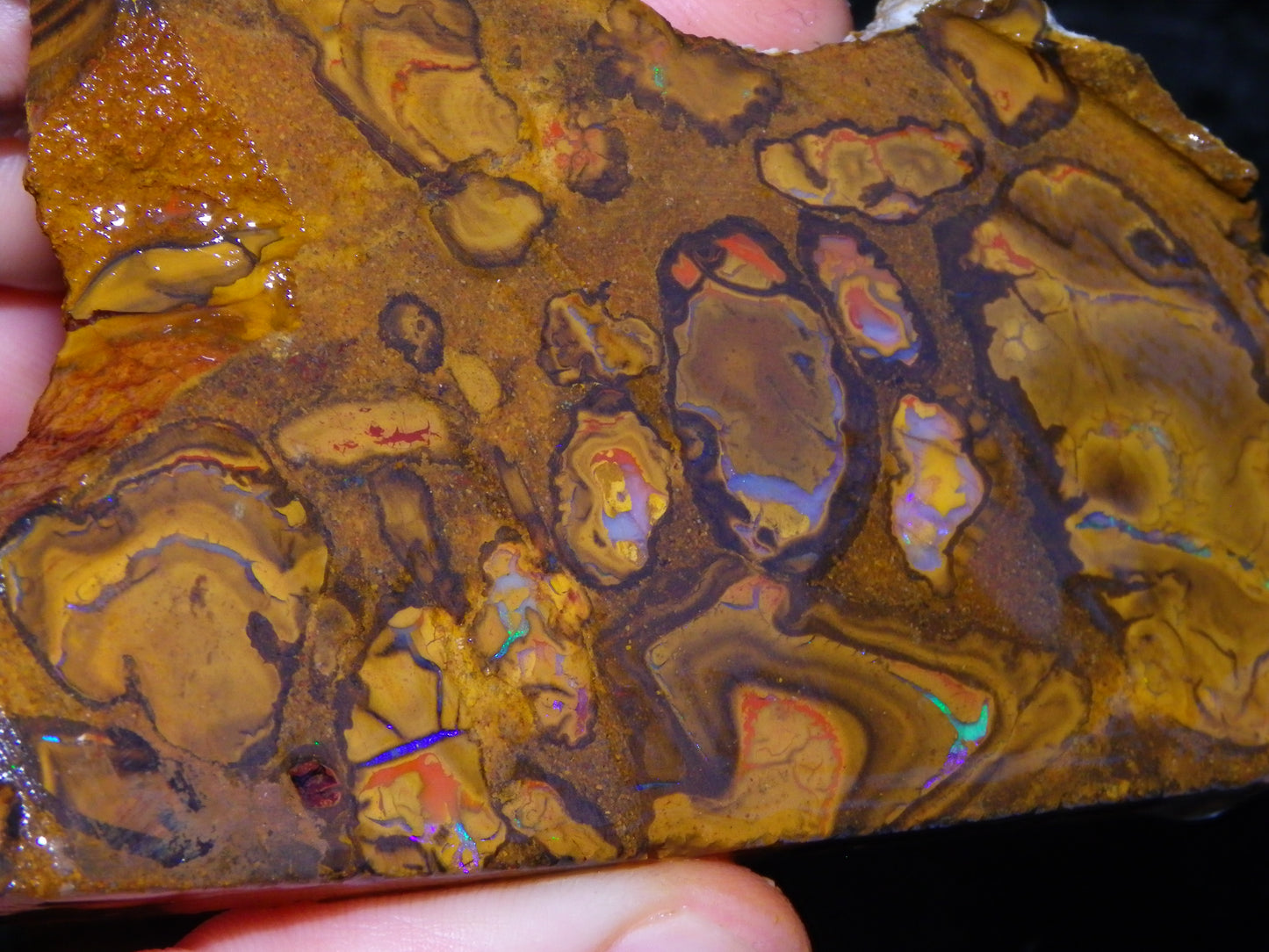 5 Matching Sliced/Rough Koroit Opals Set 2224cts Some Fires. Fossil/Pods Nuts
