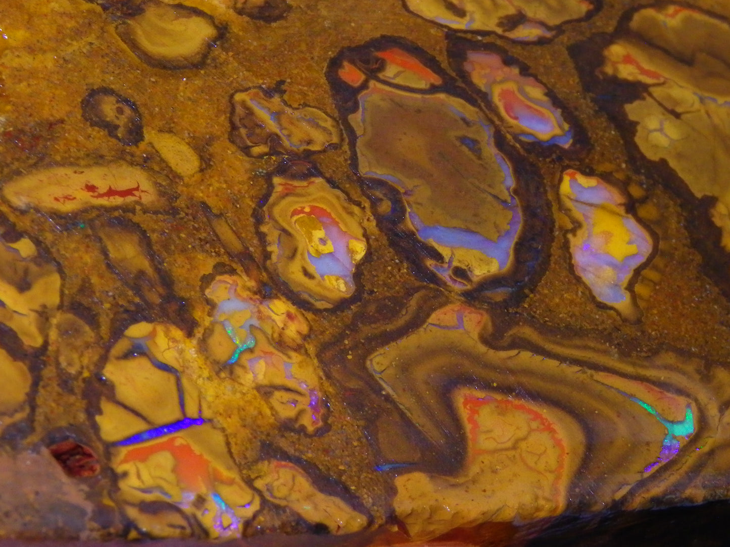 5 Matching Sliced/Rough Koroit Opals Set 2224cts Some Fires. Fossil/Pods Nuts