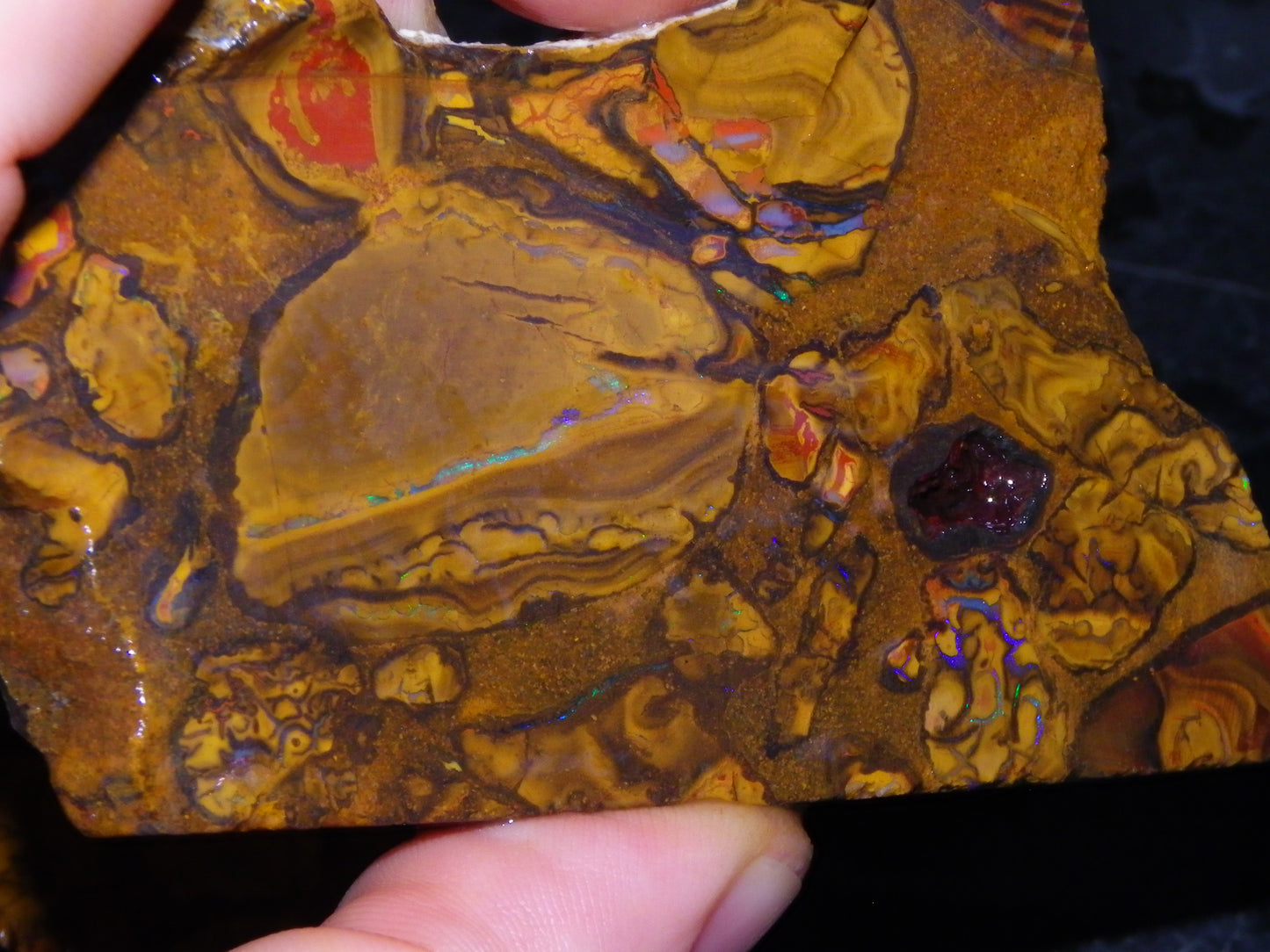 5 Matching Sliced/Rough Koroit Opals Set 2224cts Some Fires. Fossil/Pods Nuts
