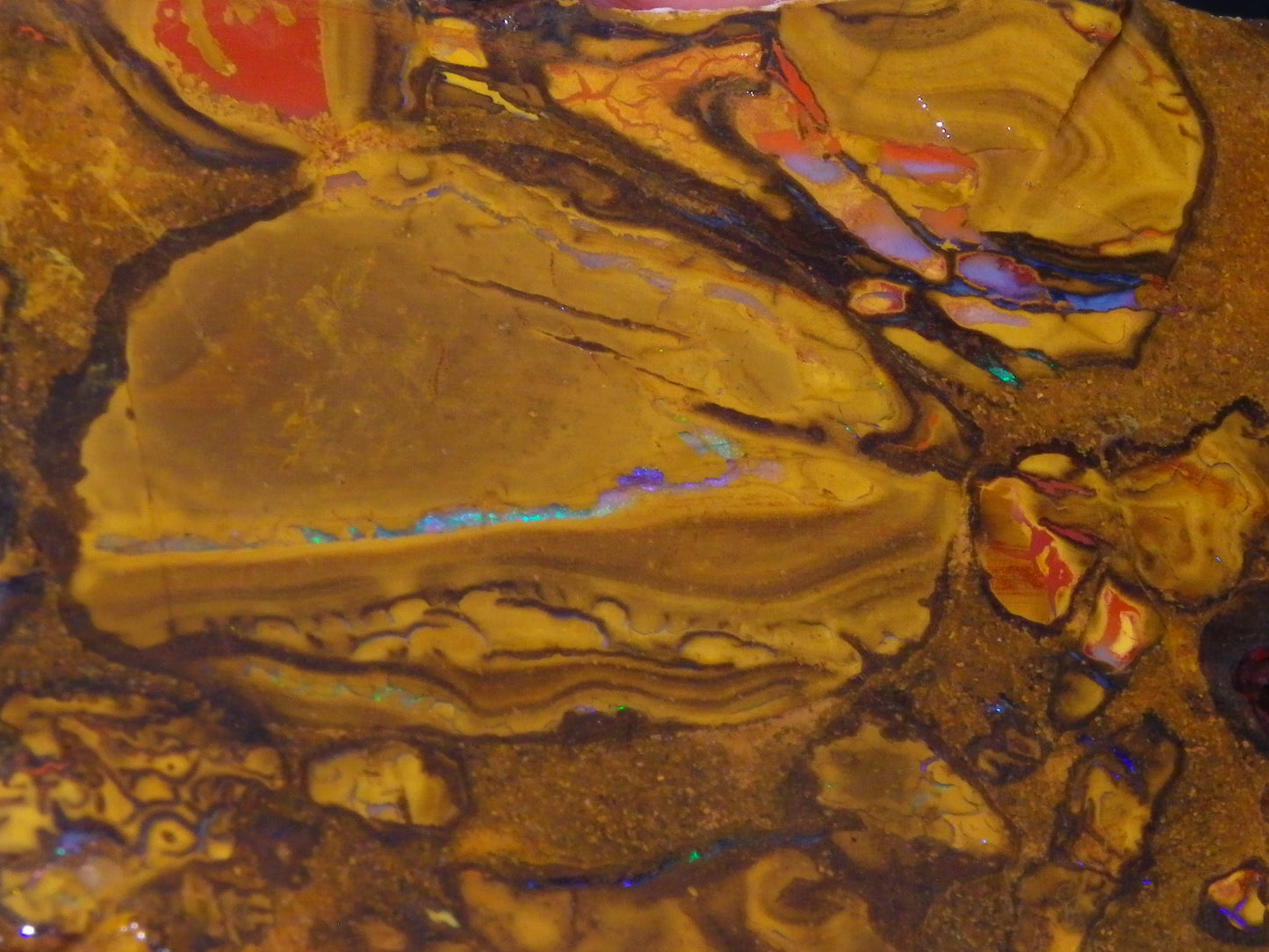 5 Matching Sliced/Rough Koroit Opals Set 2224cts Some Fires. Fossil/Pods Nuts
