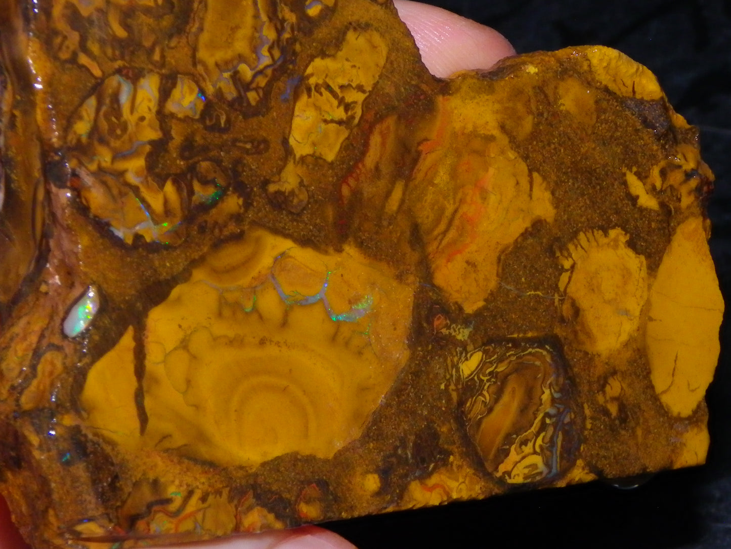 5 Matching Sliced/Rough Koroit Opals Set 2224cts Some Fires. Fossil/Pods Nuts