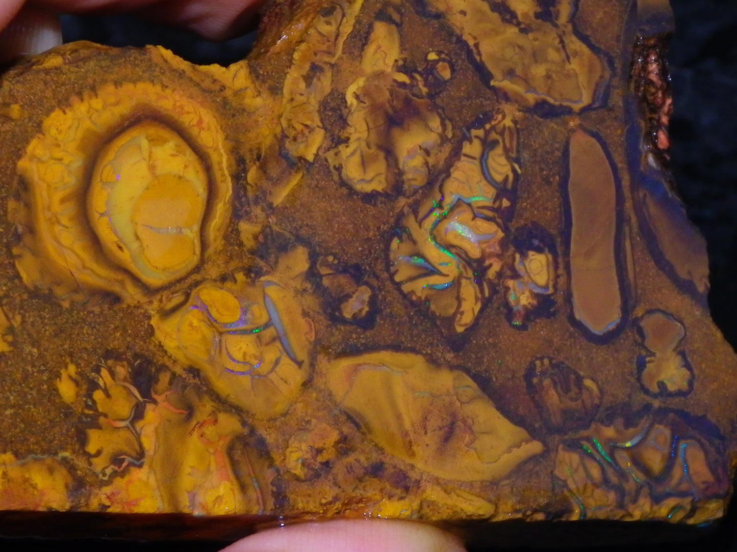 5 Matching Sliced/Rough Koroit Opals Set 2224cts Some Fires. Fossil/Pods Nuts