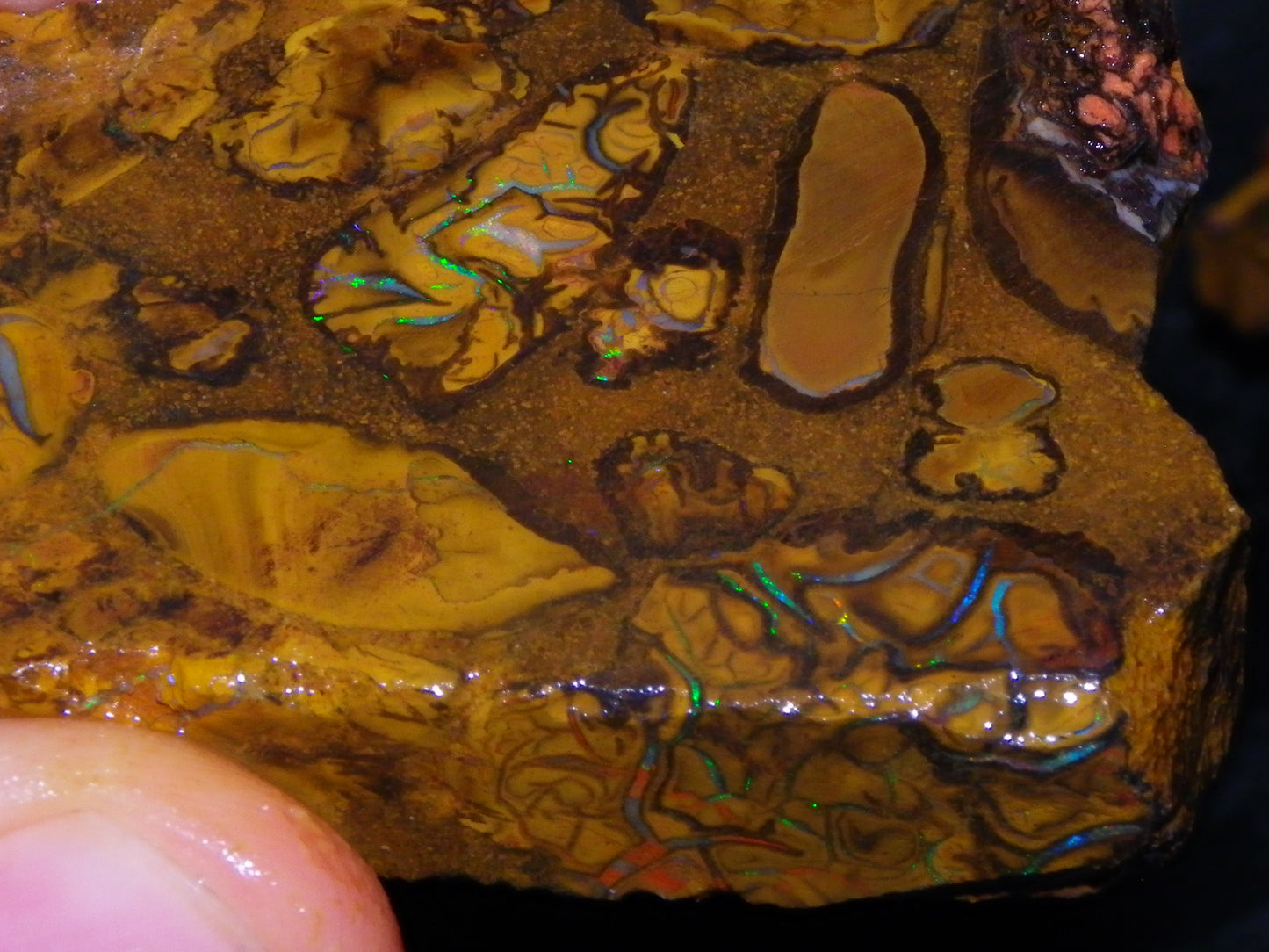 5 Matching Sliced/Rough Koroit Opals Set 2224cts Some Fires. Fossil/Pods Nuts