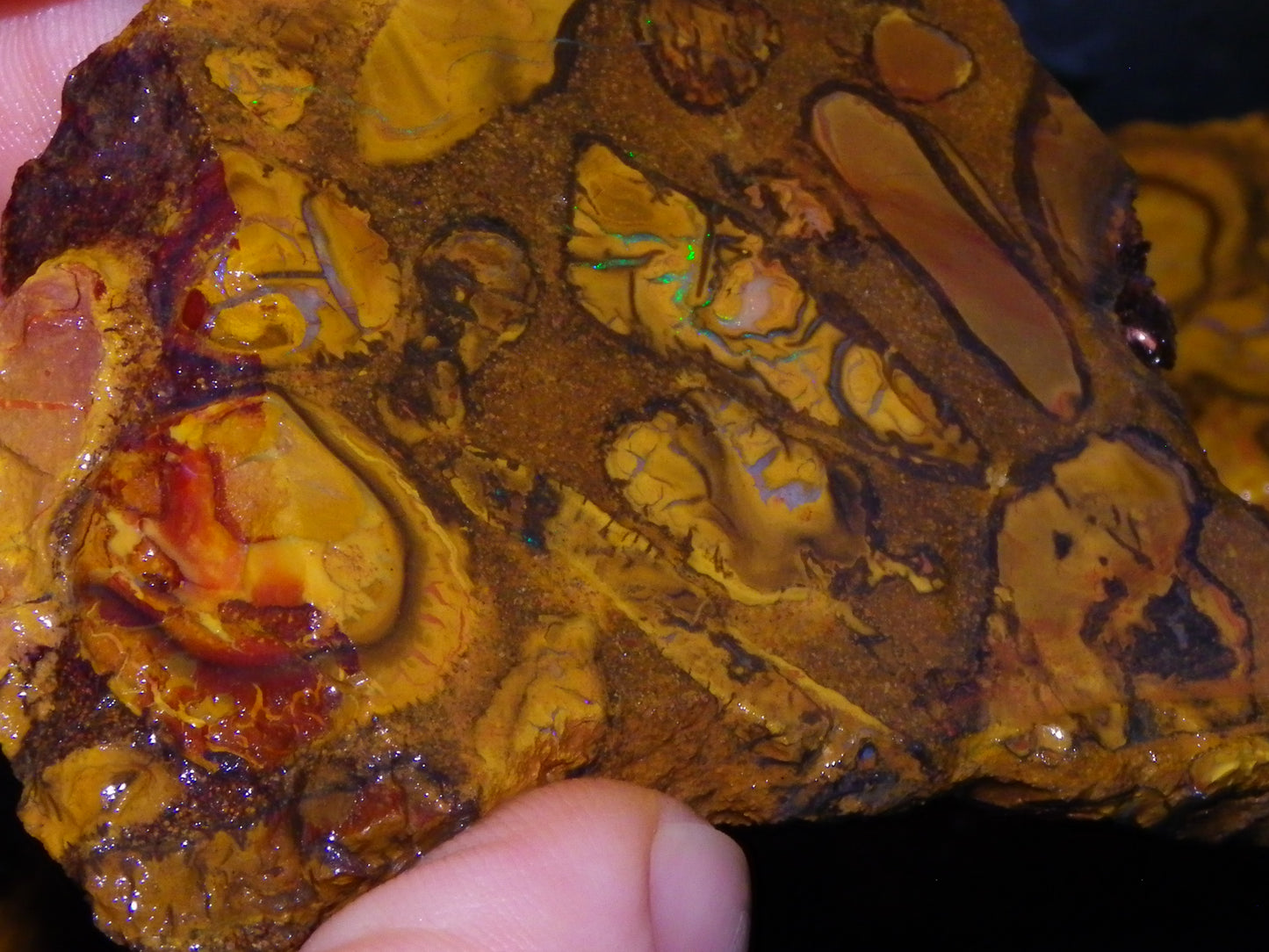 5 Matching Sliced/Rough Koroit Opals Set 2224cts Some Fires. Fossil/Pods Nuts