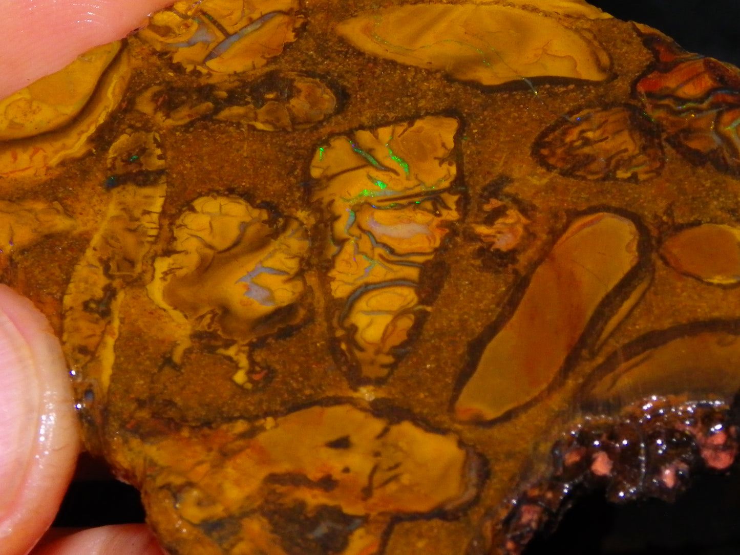 5 Matching Sliced/Rough Koroit Opals Set 2224cts Some Fires. Fossil/Pods Nuts