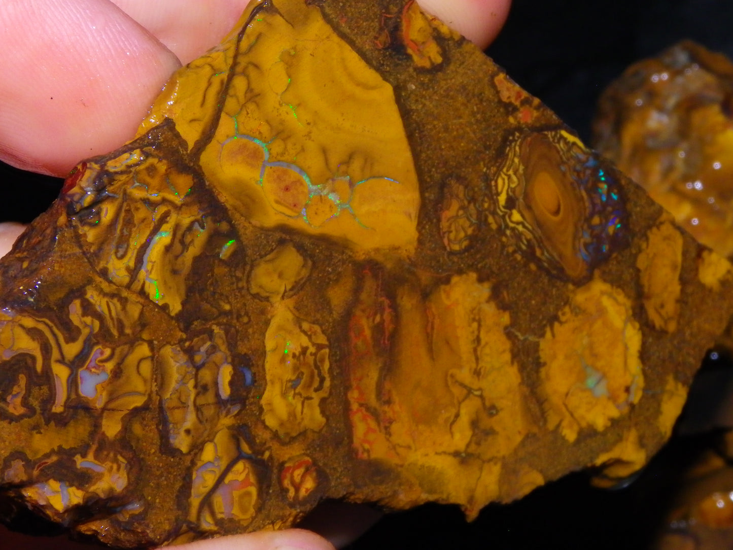 5 Matching Sliced/Rough Koroit Opals Set 2224cts Some Fires. Fossil/Pods Nuts