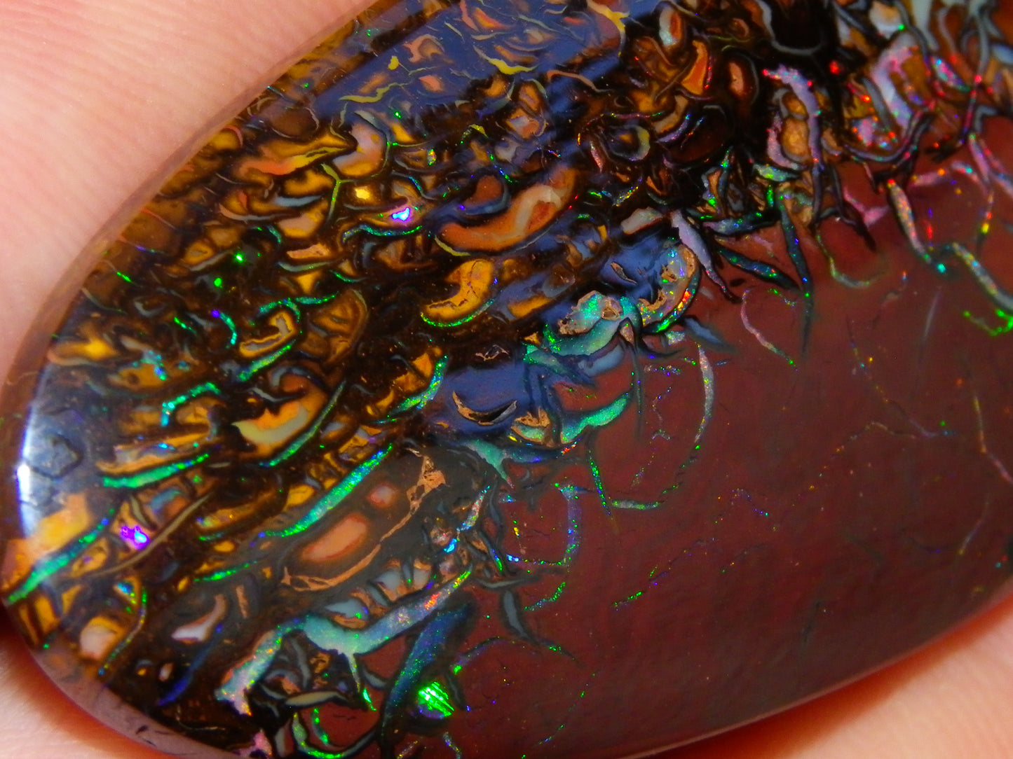 Quality Large Cut/Polished Koroit Opal Cab/Freeform 115.36cts Multicolour Fires and Veins