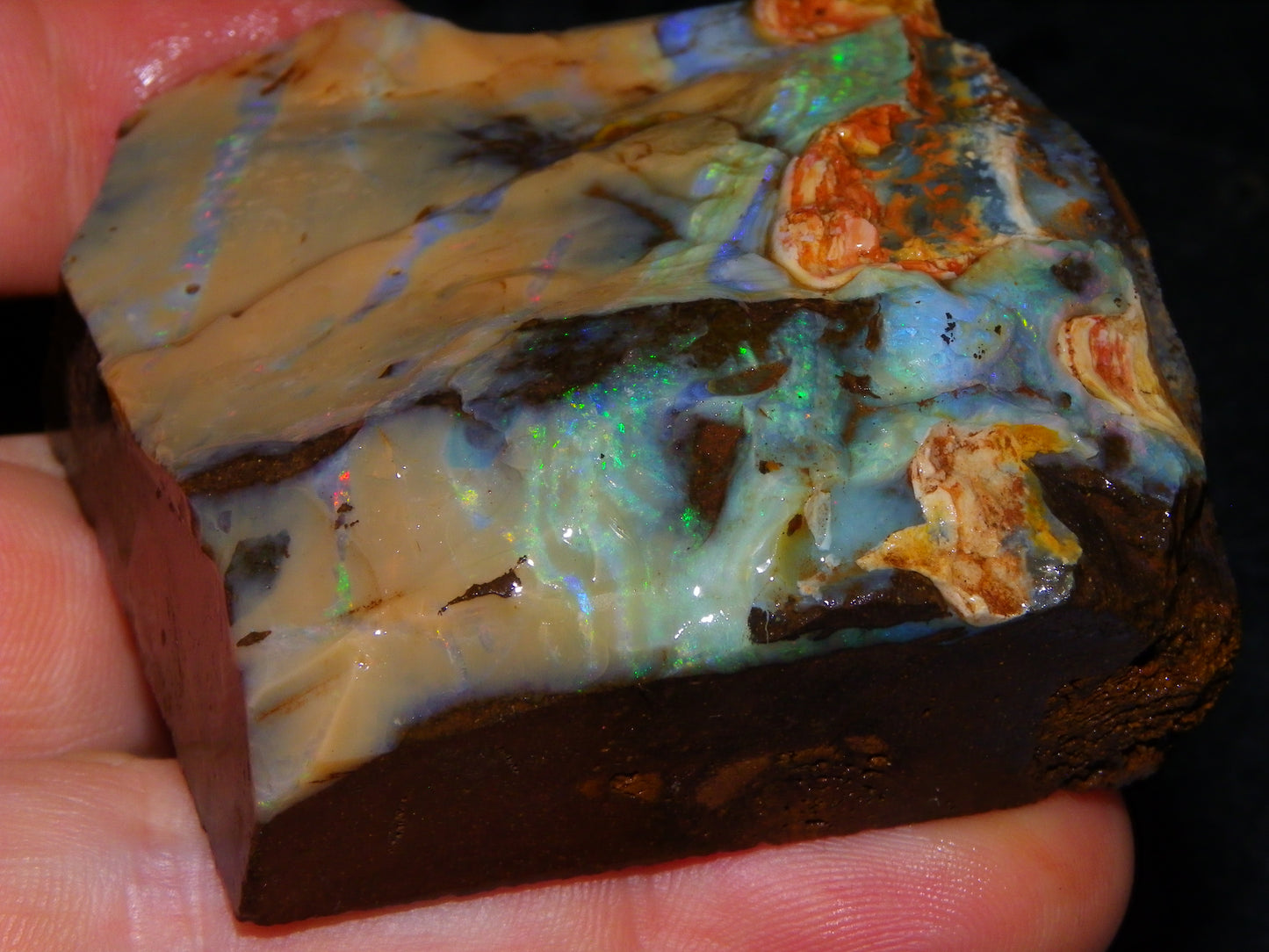 Nice Queensland Boulder Opal Rough Specimen 811cts Fires/Patterns Caramel Potch Winton