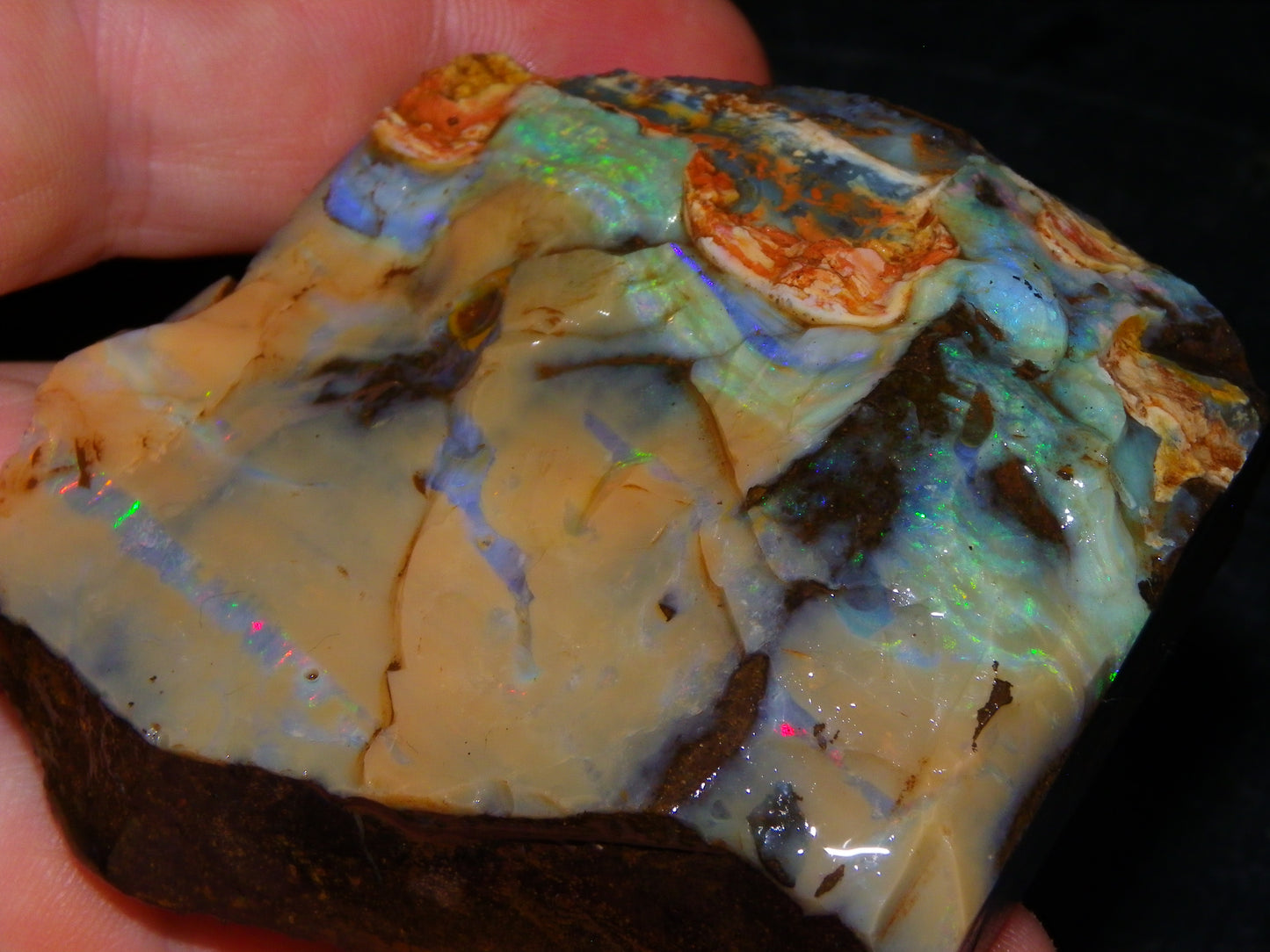 Nice Queensland Boulder Opal Rough Specimen 811cts Fires/Patterns Caramel Potch Winton
