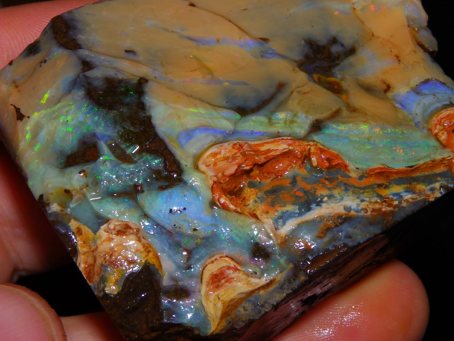 Nice Queensland Boulder Opal Rough Specimen 811cts Fires/Patterns Caramel Potch Winton