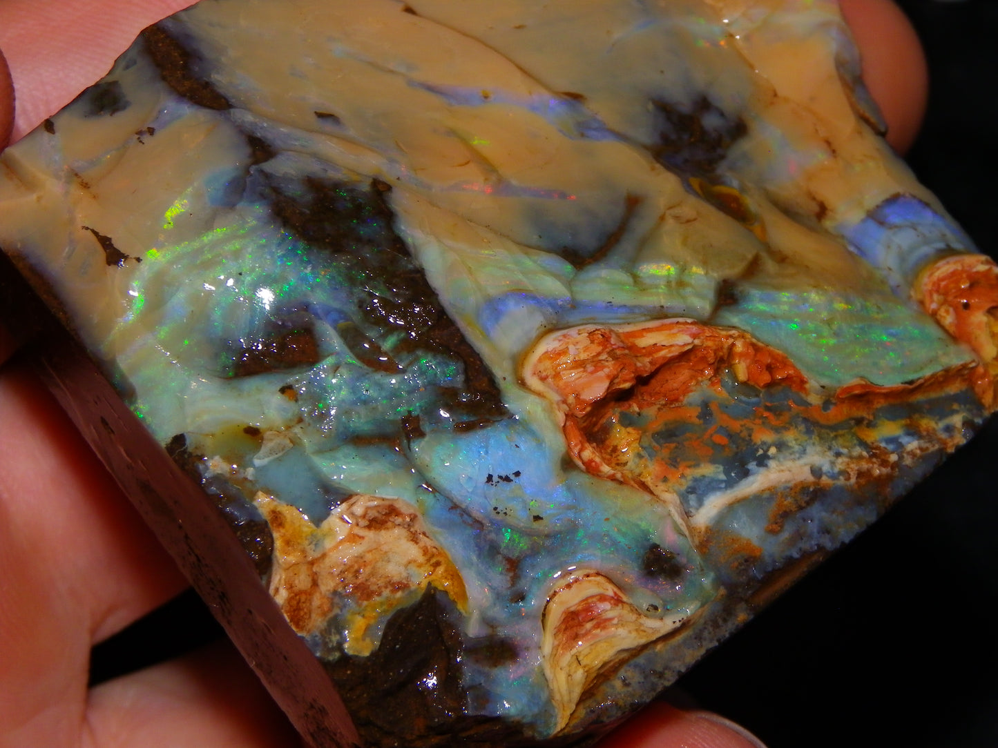 Nice Queensland Boulder Opal Rough Specimen 811cts Fires/Patterns Caramel Potch Winton