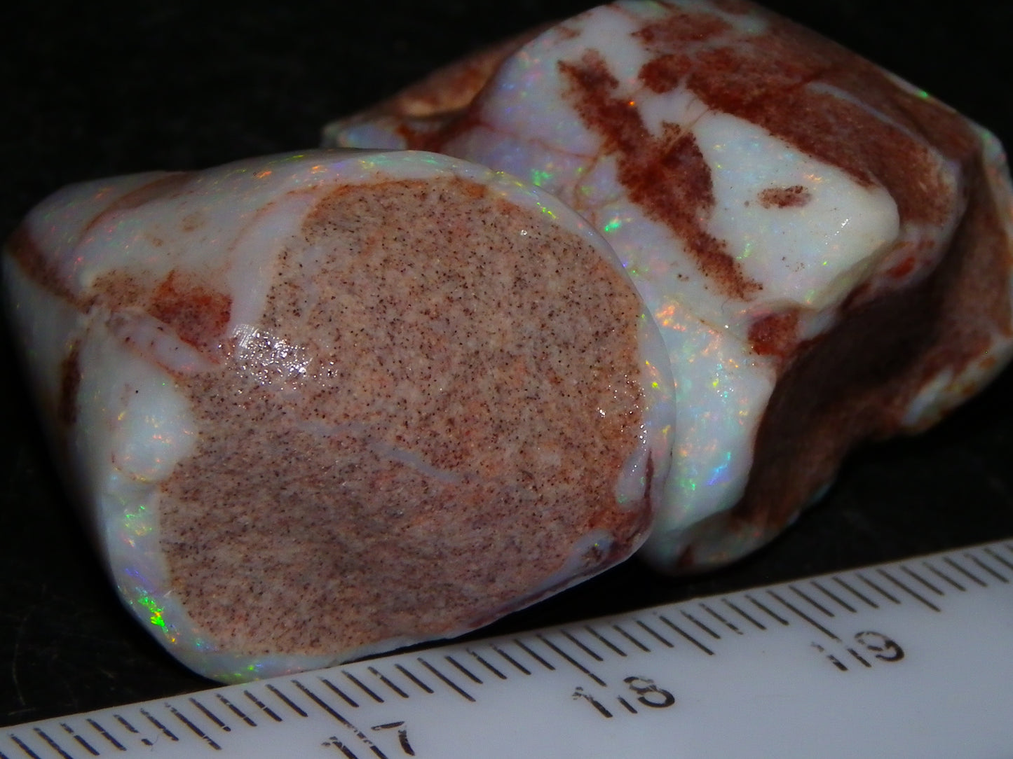 2 Nice Rubbed Coober Pedy Shell Opal Specimens 91cts Multicolour FIres Mussell Shells Australia