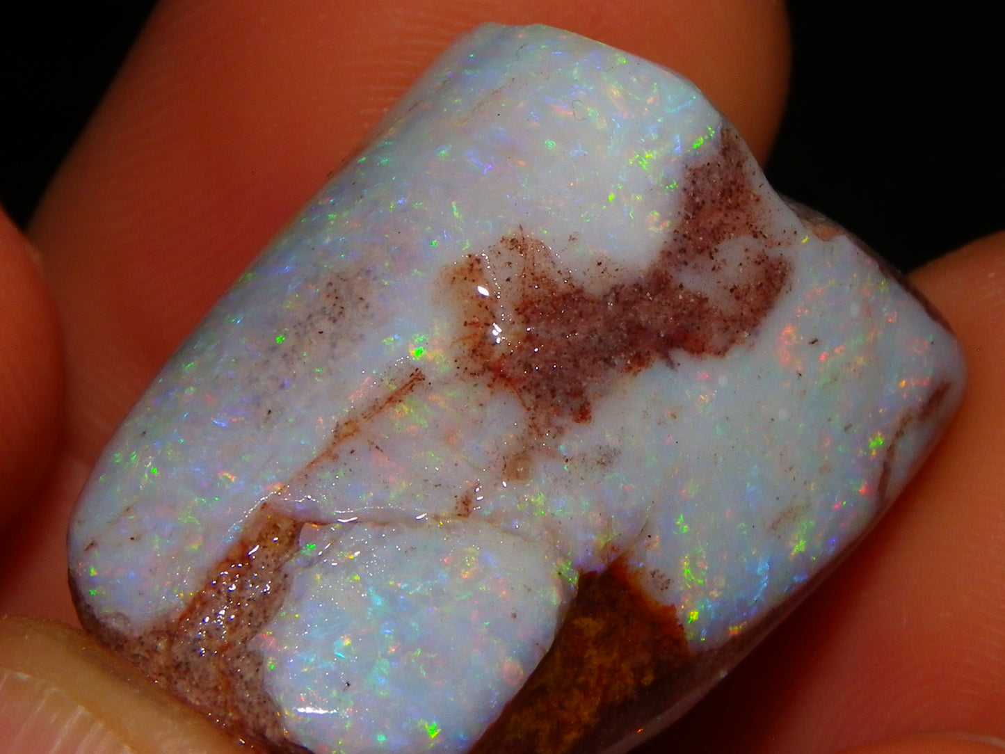 2 Nice Rubbed Coober Pedy Shell Opal Specimens 91cts Multicolour FIres Mussell Shells Australia