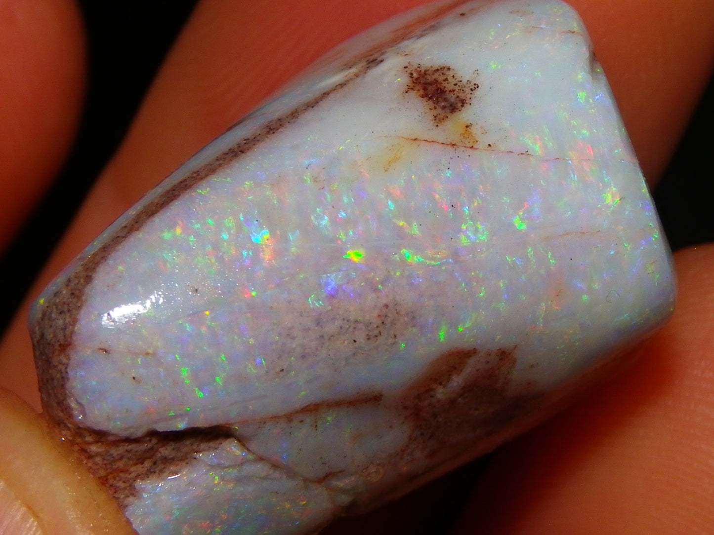 2 Nice Rubbed Coober Pedy Shell Opal Specimens 91cts Multicolour FIres Mussell Shells Australia