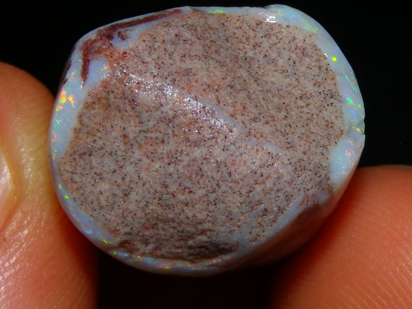 2 Nice Rubbed Coober Pedy Shell Opal Specimens 91cts Multicolour FIres Mussell Shells Australia