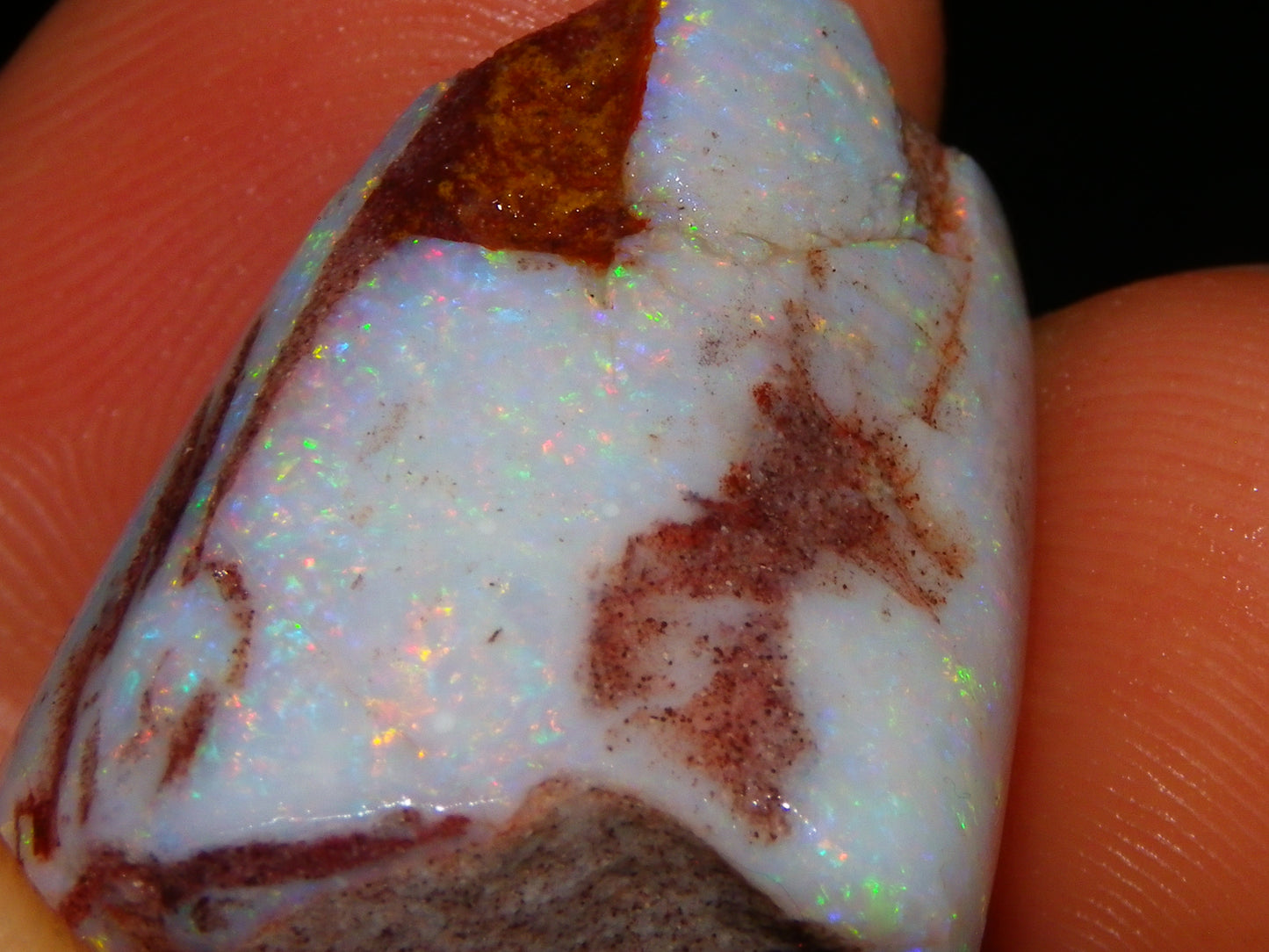2 Nice Rubbed Coober Pedy Shell Opal Specimens 91cts Multicolour FIres Mussell Shells Australia