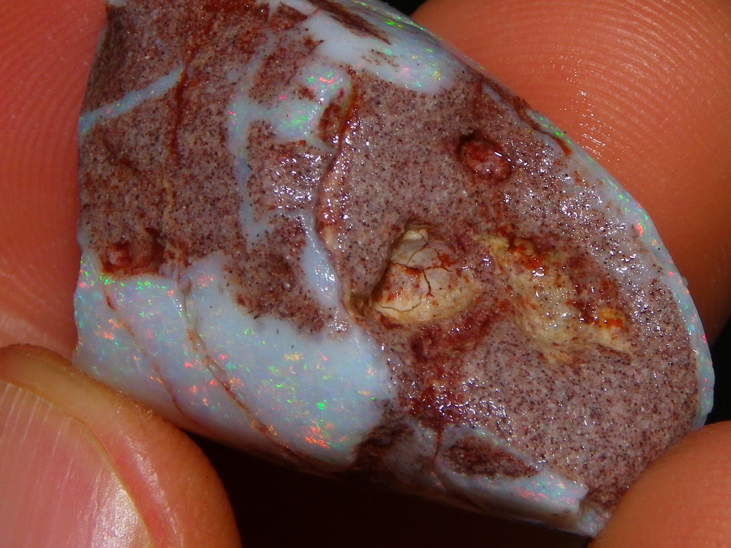 2 Nice Rubbed Coober Pedy Shell Opal Specimens 91cts Multicolour FIres Mussell Shells Australia