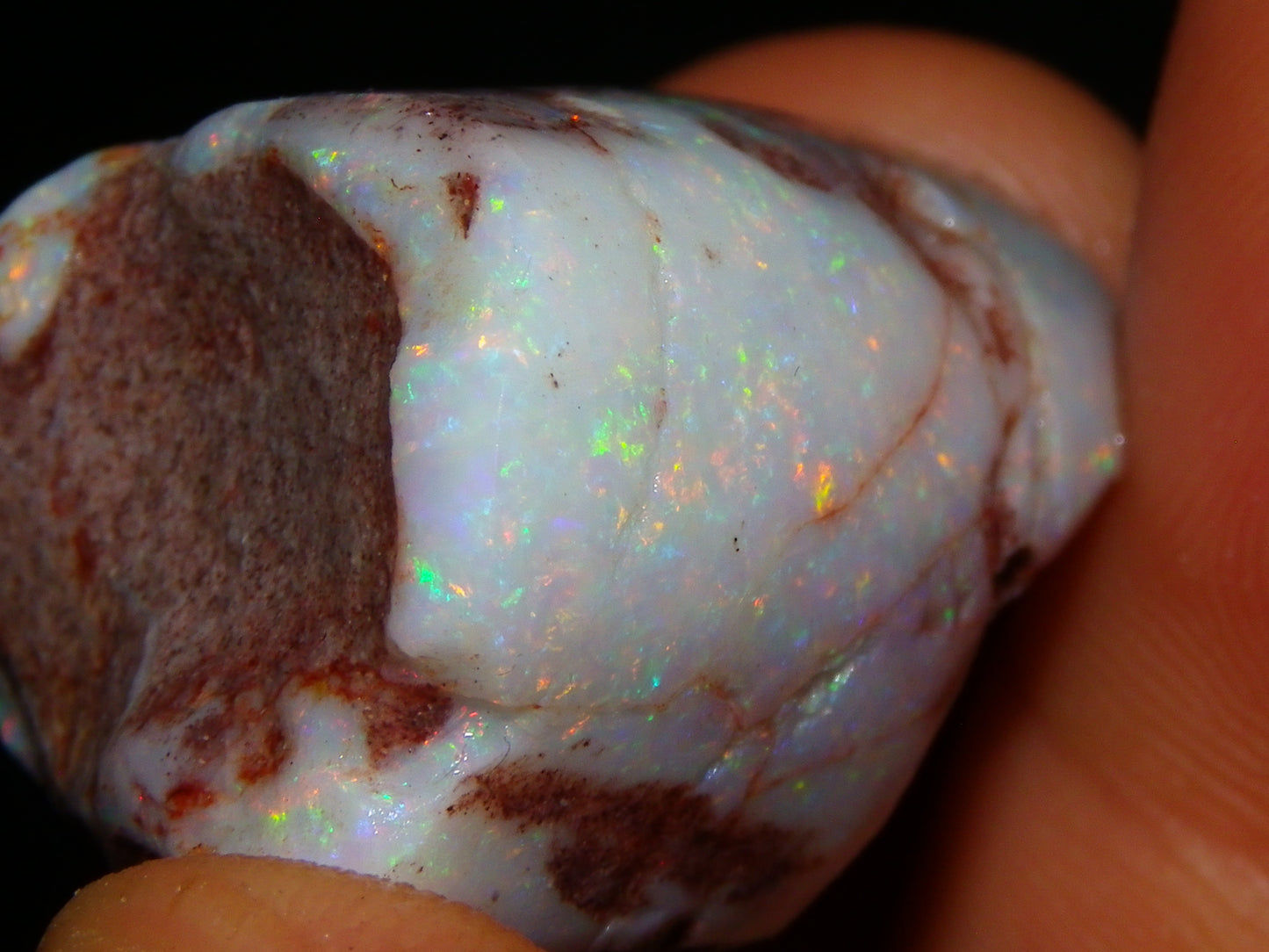 2 Nice Rubbed Coober Pedy Shell Opal Specimens 91cts Multicolour FIres Mussell Shells Australia
