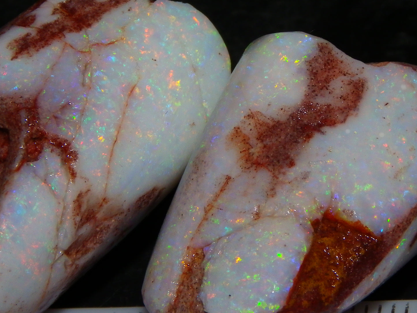 2 Nice Rubbed Coober Pedy Shell Opal Specimens 91cts Multicolour FIres Mussell Shells Australia