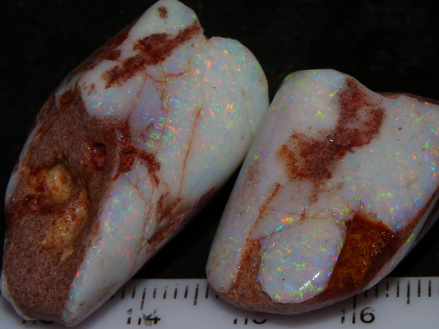 2 Nice Rubbed Coober Pedy Shell Opal Specimens 91cts Multicolour FIres Mussell Shells Australia