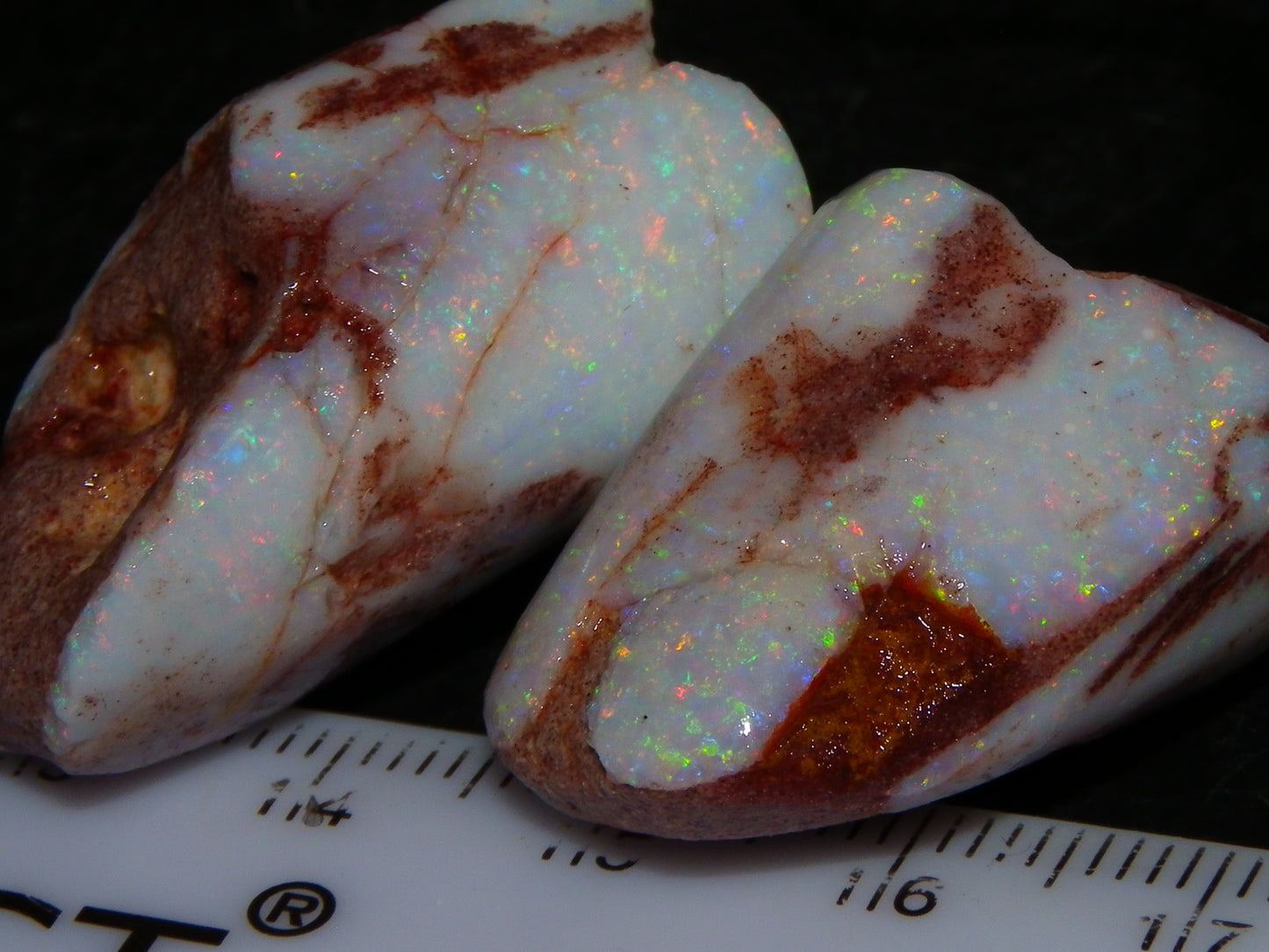 2 Nice Rubbed Coober Pedy Shell Opal Specimens 91cts Multicolour FIres Mussell Shells Australia