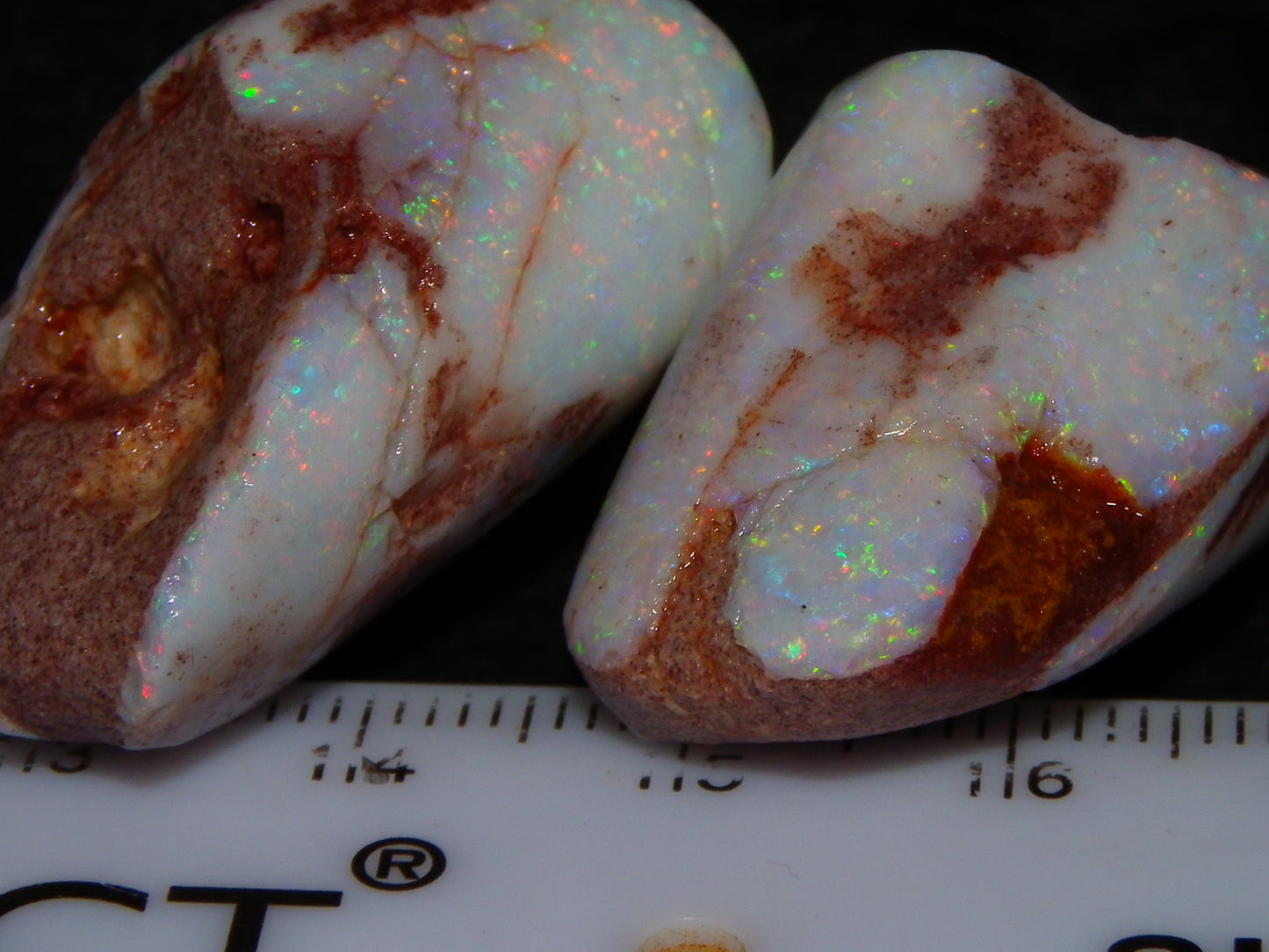 2 Nice Rubbed Coober Pedy Shell Opal Specimens 91cts Multicolour FIres Mussell Shells Australia