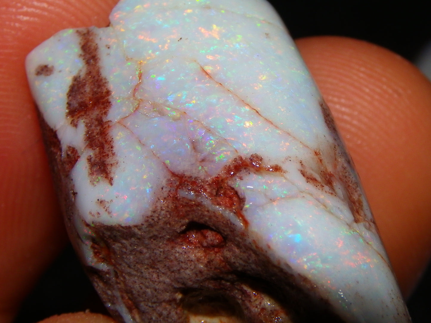 2 Nice Rubbed Coober Pedy Shell Opal Specimens 91cts Multicolour FIres Mussell Shells Australia