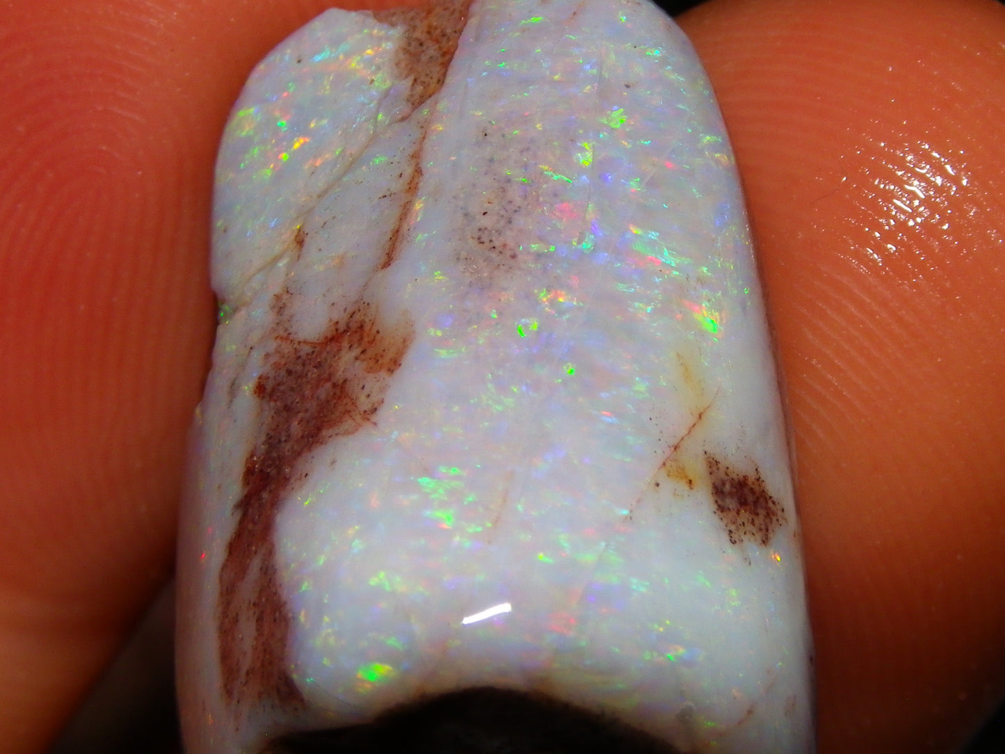 2 Nice Rubbed Coober Pedy Shell Opal Specimens 91cts Multicolour FIres Mussell Shells Australia