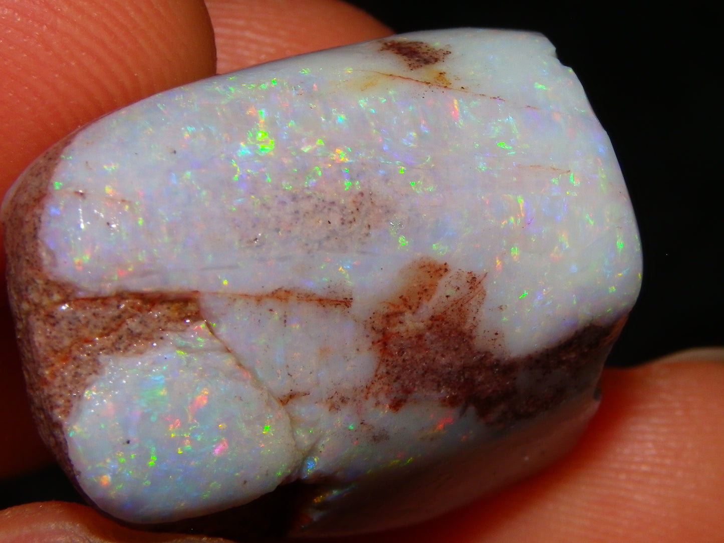 2 Nice Rubbed Coober Pedy Shell Opal Specimens 91cts Multicolour FIres Mussell Shells Australia