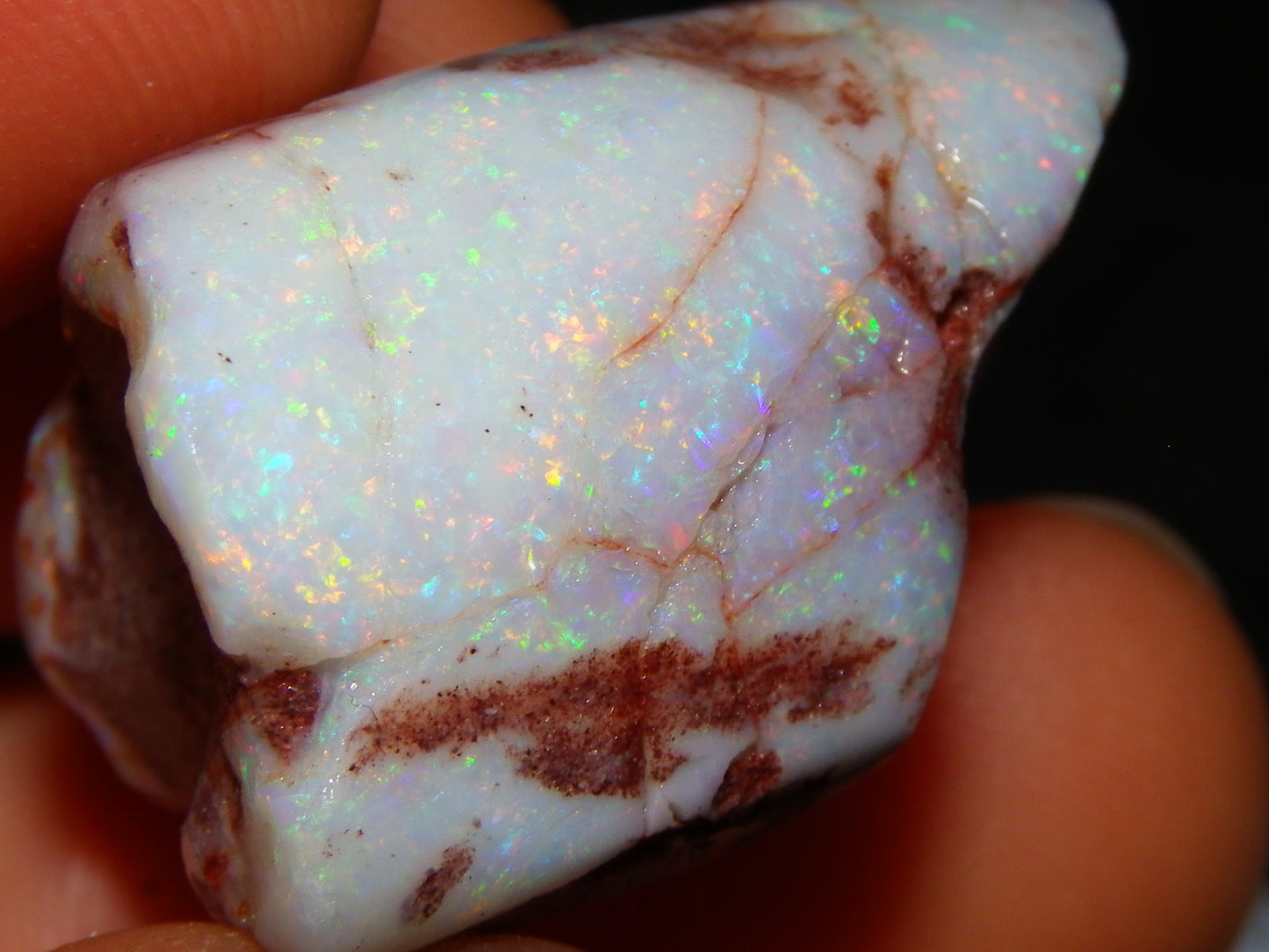 2 Nice Rubbed Coober Pedy Shell Opal Specimens 91cts Multicolour FIres Mussell Shells Australia