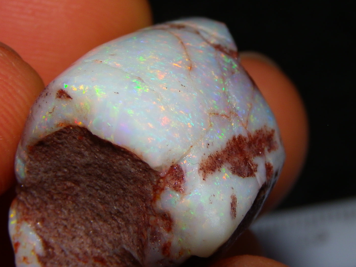 2 Nice Rubbed Coober Pedy Shell Opal Specimens 91cts Multicolour FIres Mussell Shells Australia
