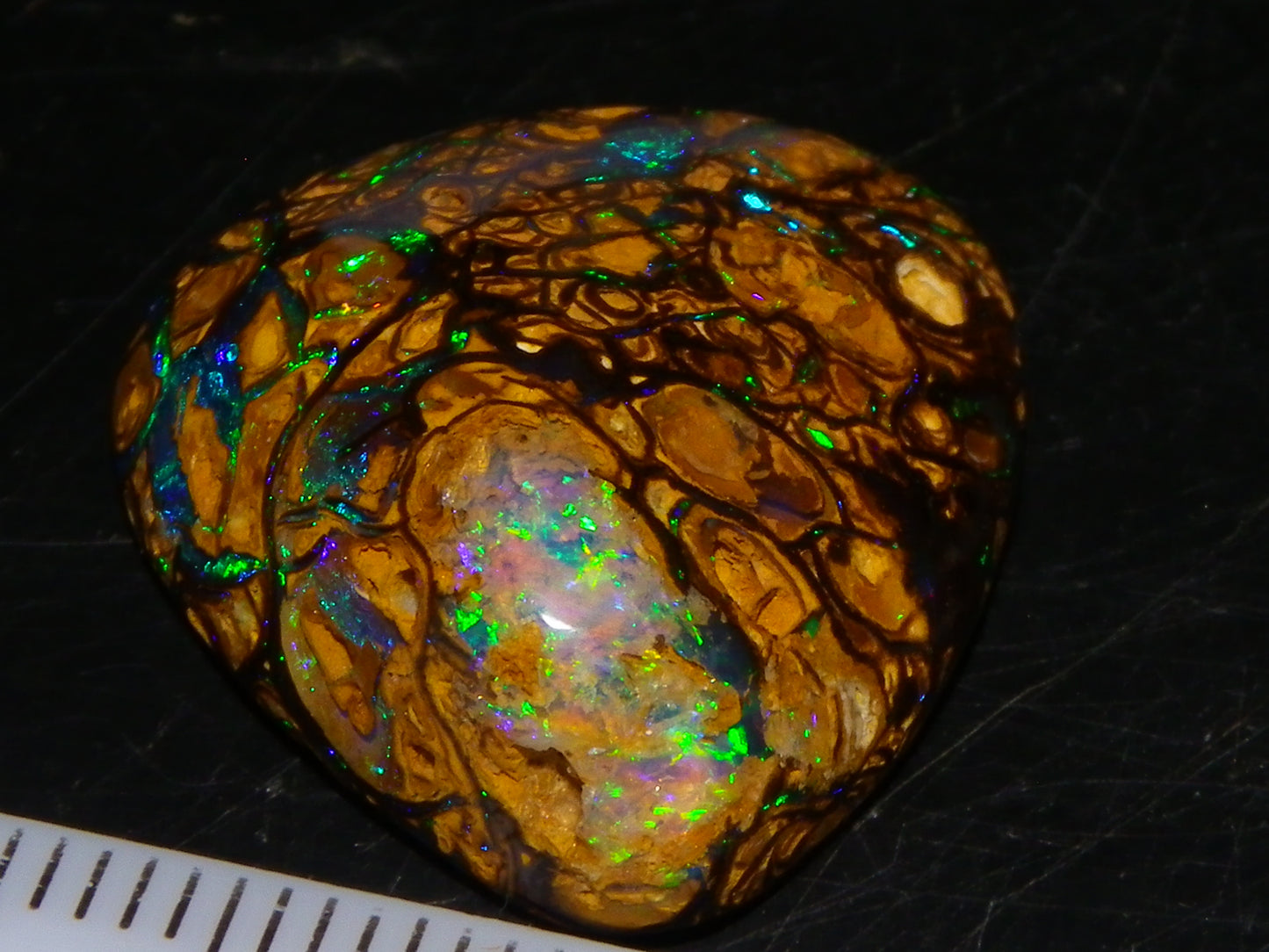 Very Nice Cut/Polished Koroit Opal Freeform/Cab 24.8cts Blue/Green Nut Fires Qld Australia