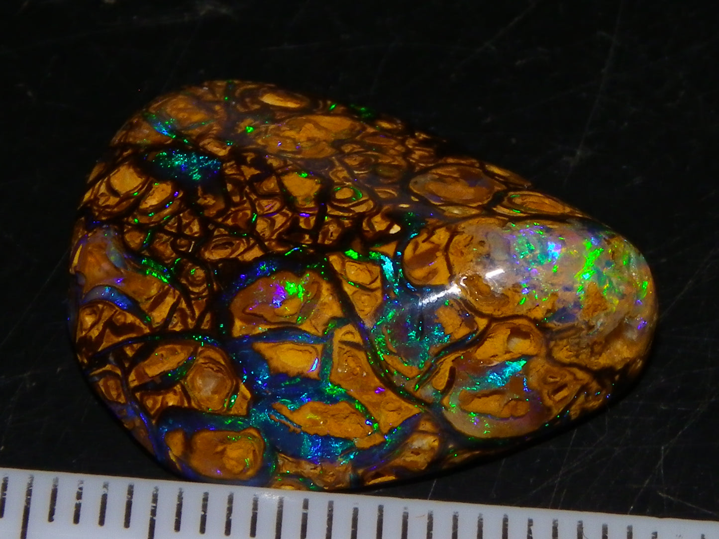 Very Nice Cut/Polished Koroit Opal Freeform/Cab 24.8cts Blue/Green Nut Fires Qld Australia