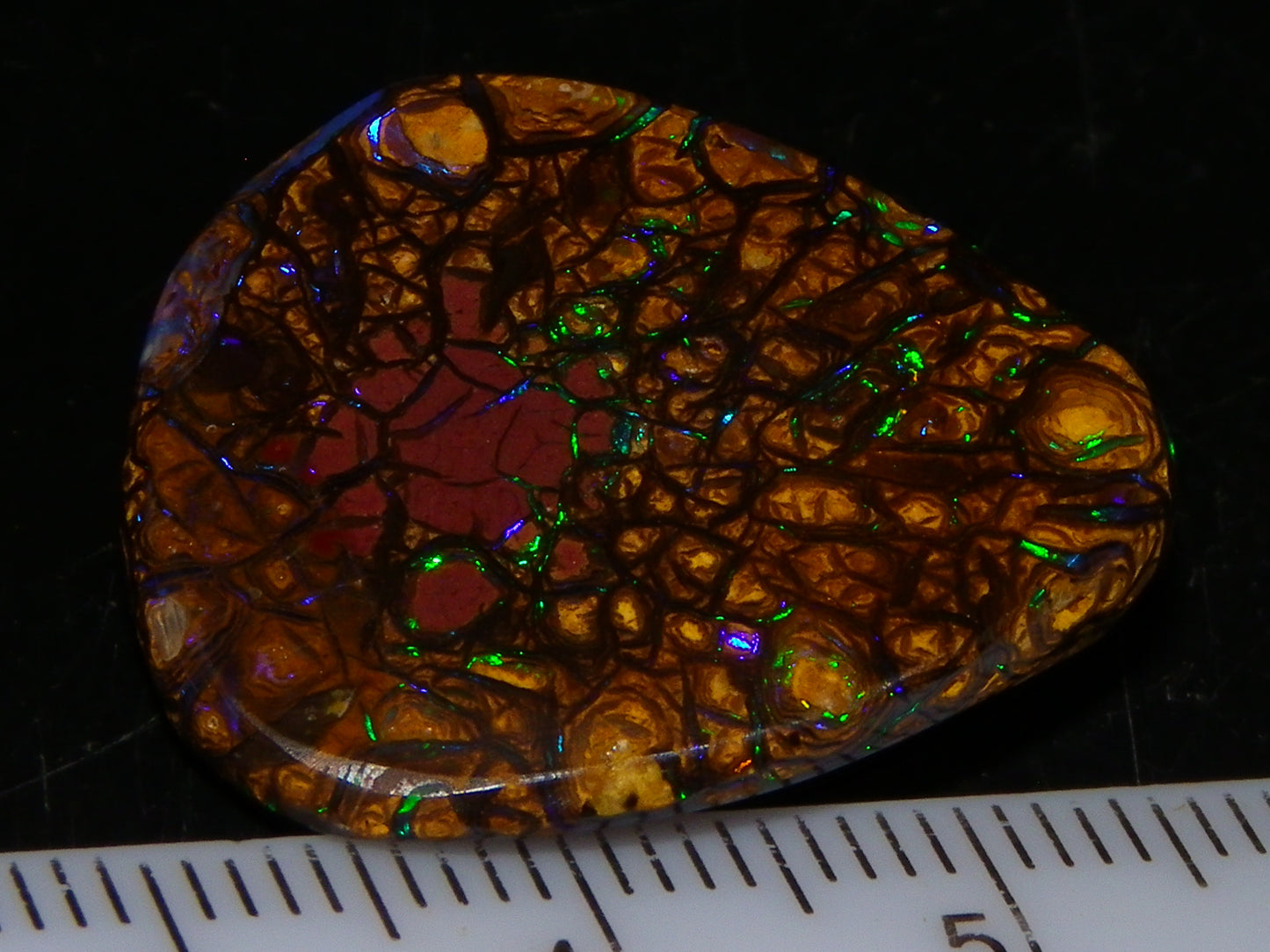 Very Nice Cut/Polished Koroit Opal Freeform/Cab 24.8cts Blue/Green Nut Fires Qld Australia