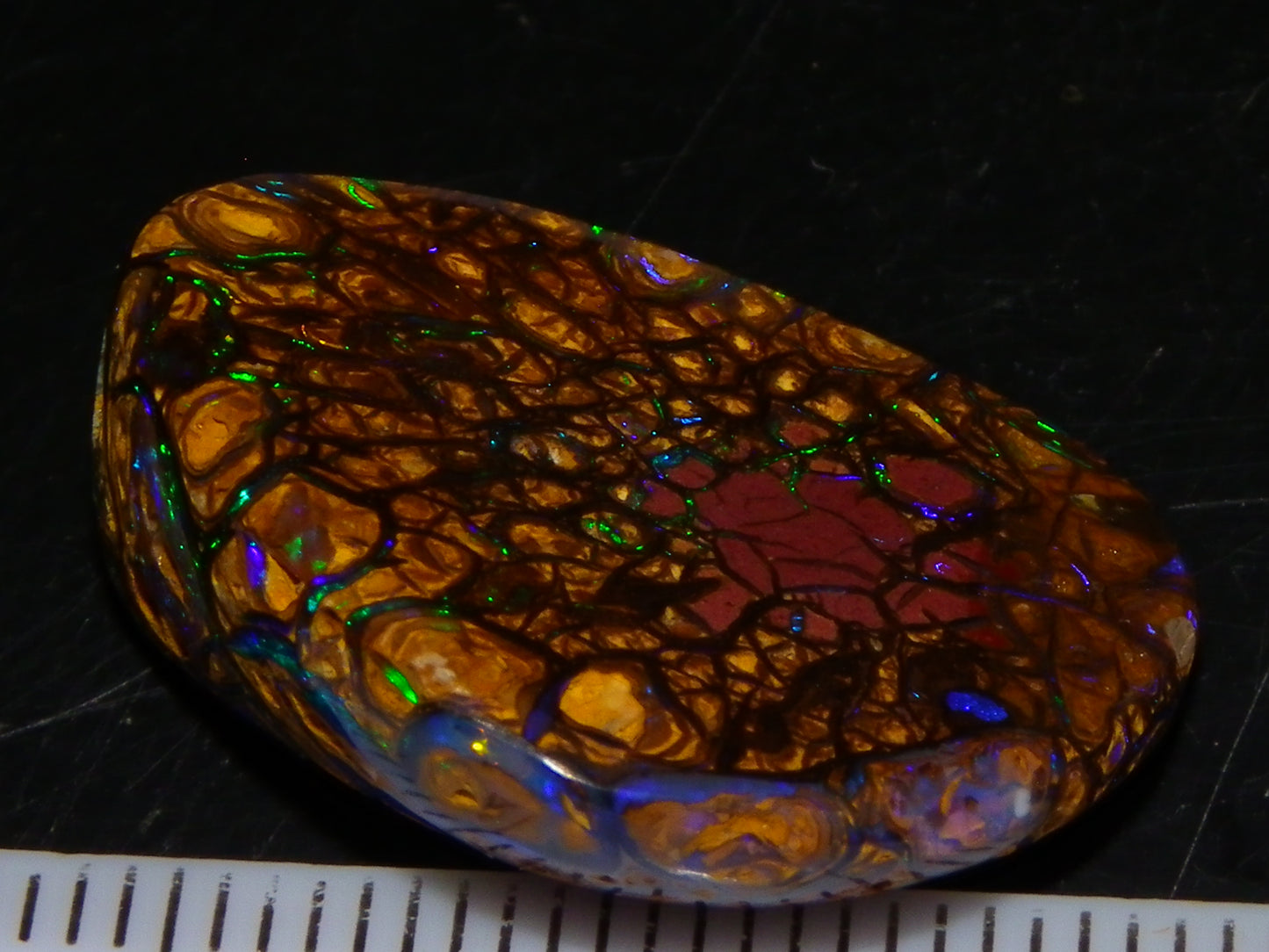 Very Nice Cut/Polished Koroit Opal Freeform/Cab 24.8cts Blue/Green Nut Fires Qld Australia