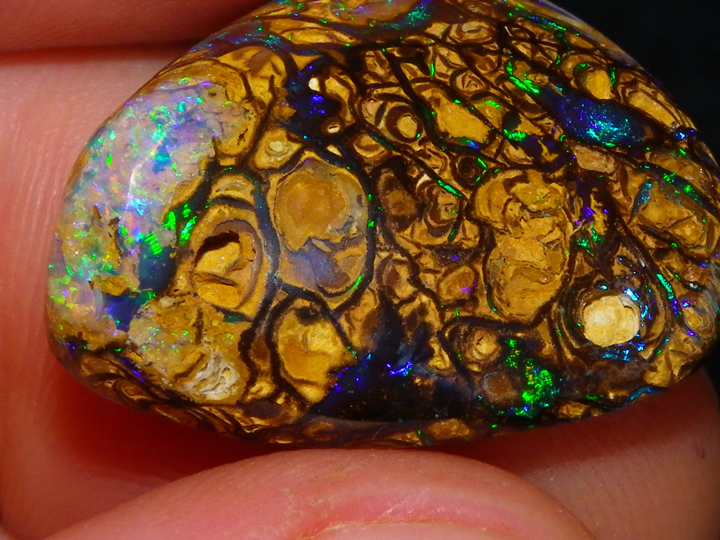 Very Nice Cut/Polished Koroit Opal Freeform/Cab 24.8cts Blue/Green Nut Fires Qld Australia