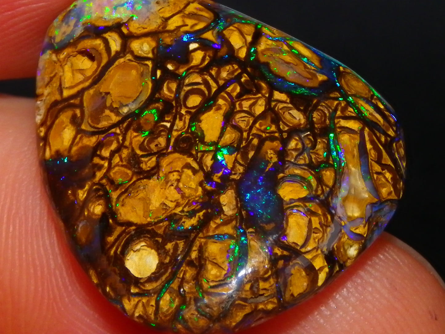 Very Nice Cut/Polished Koroit Opal Freeform/Cab 24.8cts Blue/Green Nut Fires Qld Australia
