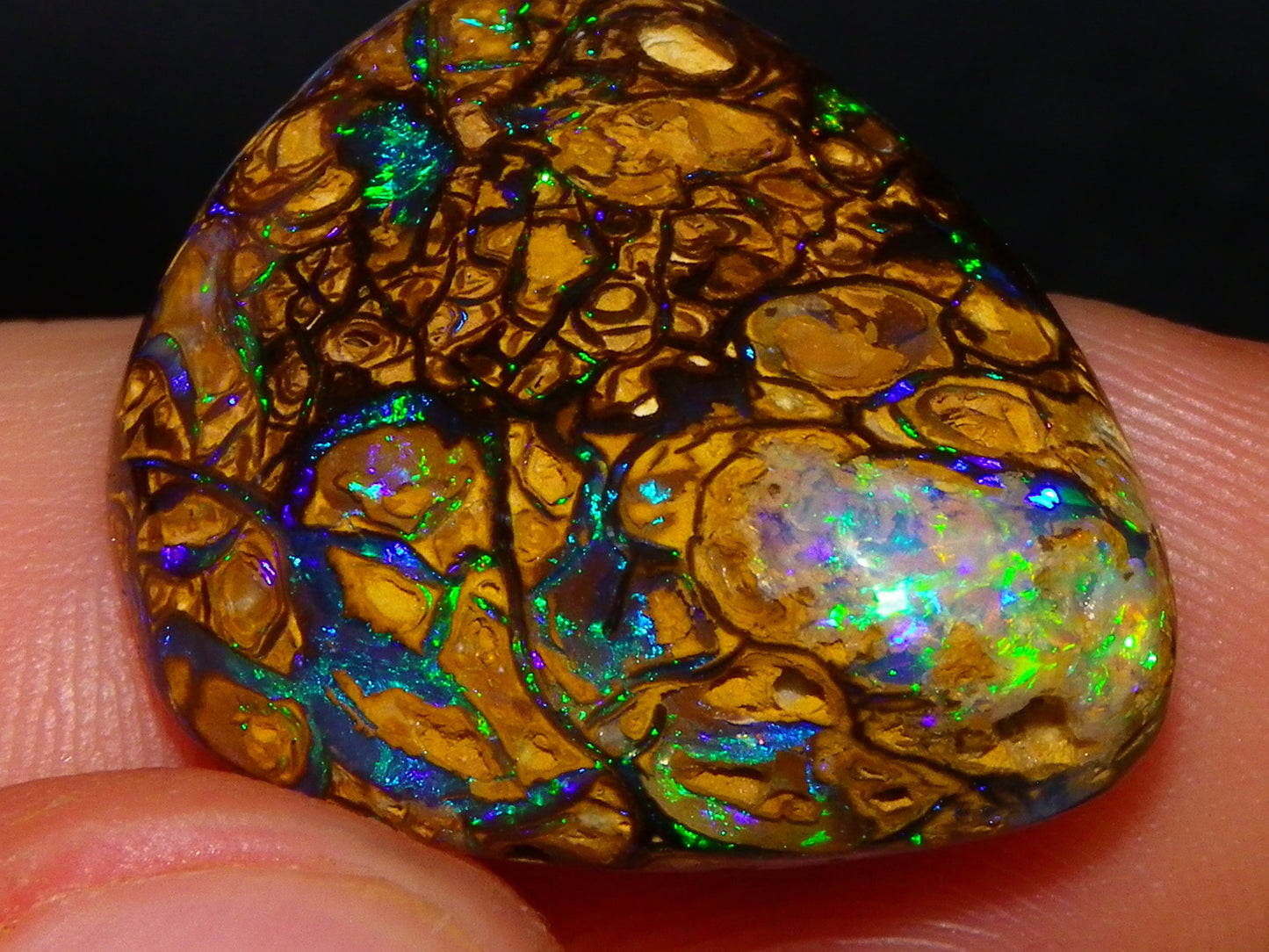 Very Nice Cut/Polished Koroit Opal Freeform/Cab 24.8cts Blue/Green Nut Fires Qld Australia