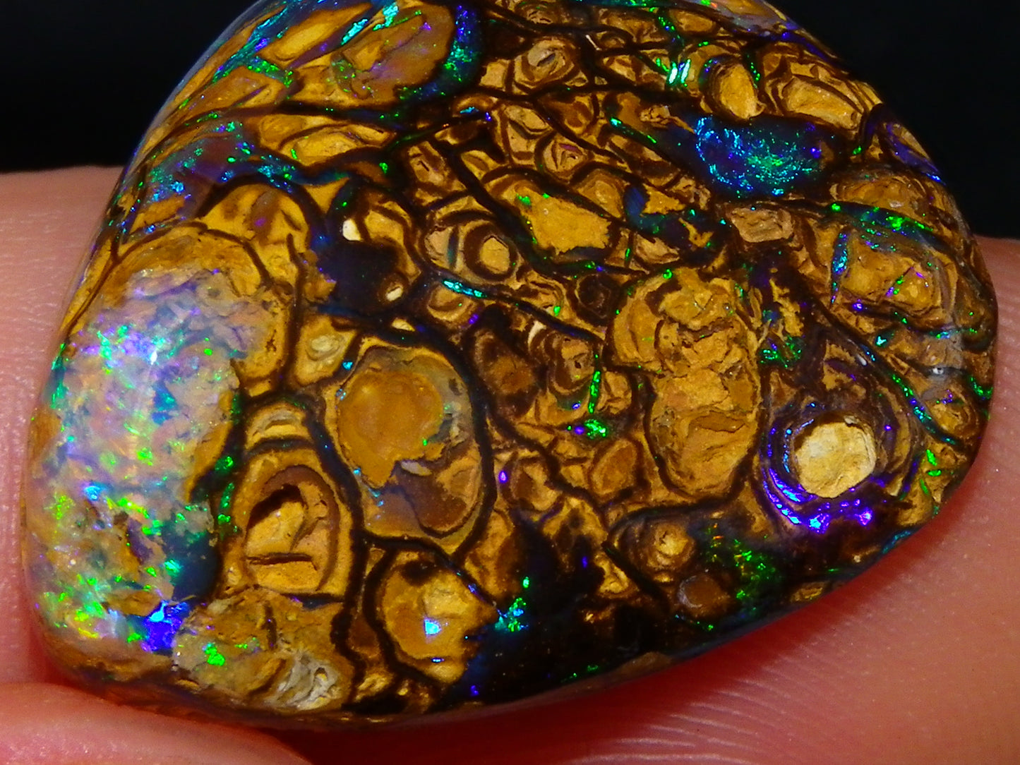 Very Nice Cut/Polished Koroit Opal Freeform/Cab 24.8cts Blue/Green Nut Fires Qld Australia