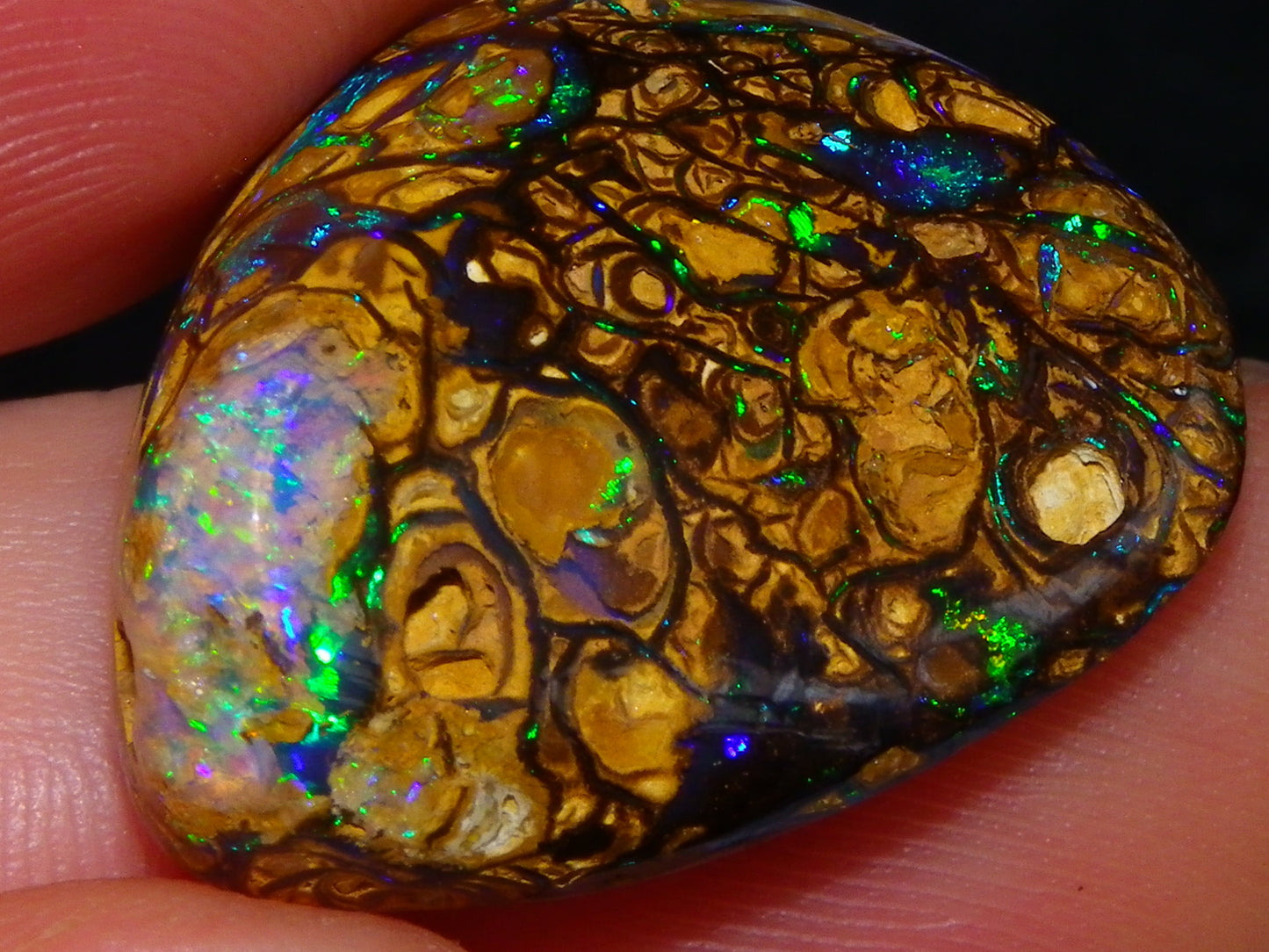 Very Nice Cut/Polished Koroit Opal Freeform/Cab 24.8cts Blue/Green Nut Fires Qld Australia