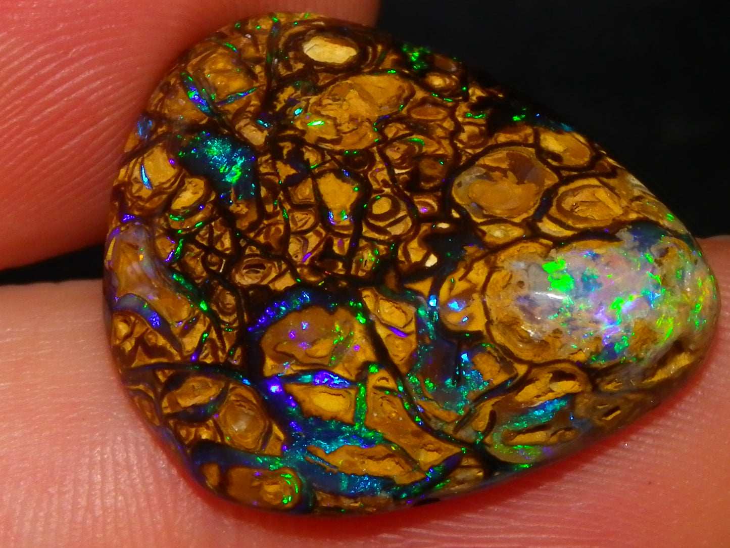 Very Nice Cut/Polished Koroit Opal Freeform/Cab 24.8cts Blue/Green Nut Fires Qld Australia